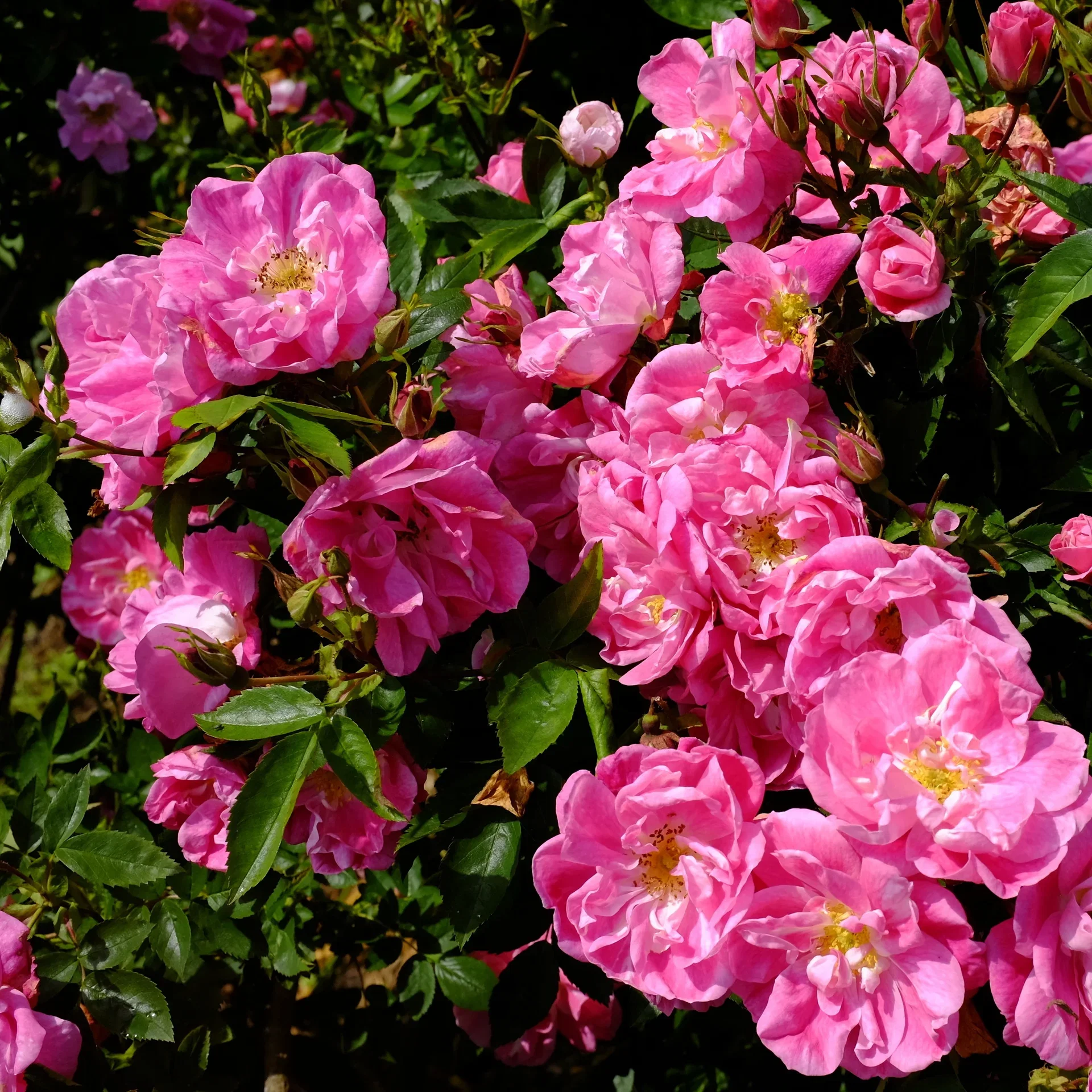 Klatrerose 'William Baffin'