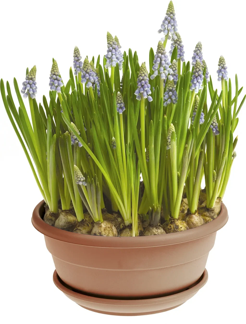 Muscari a. 'Big Smile' bowl 21 cm