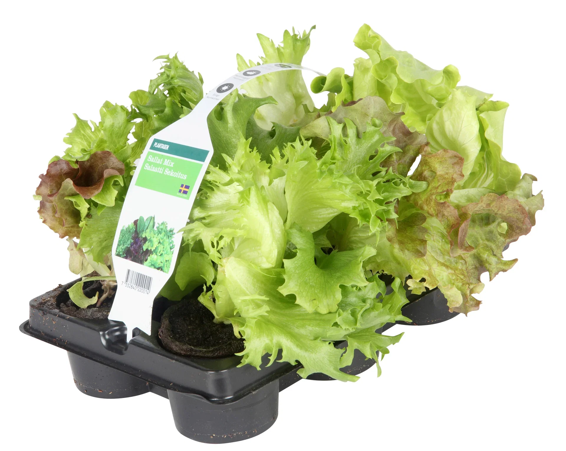 Salat