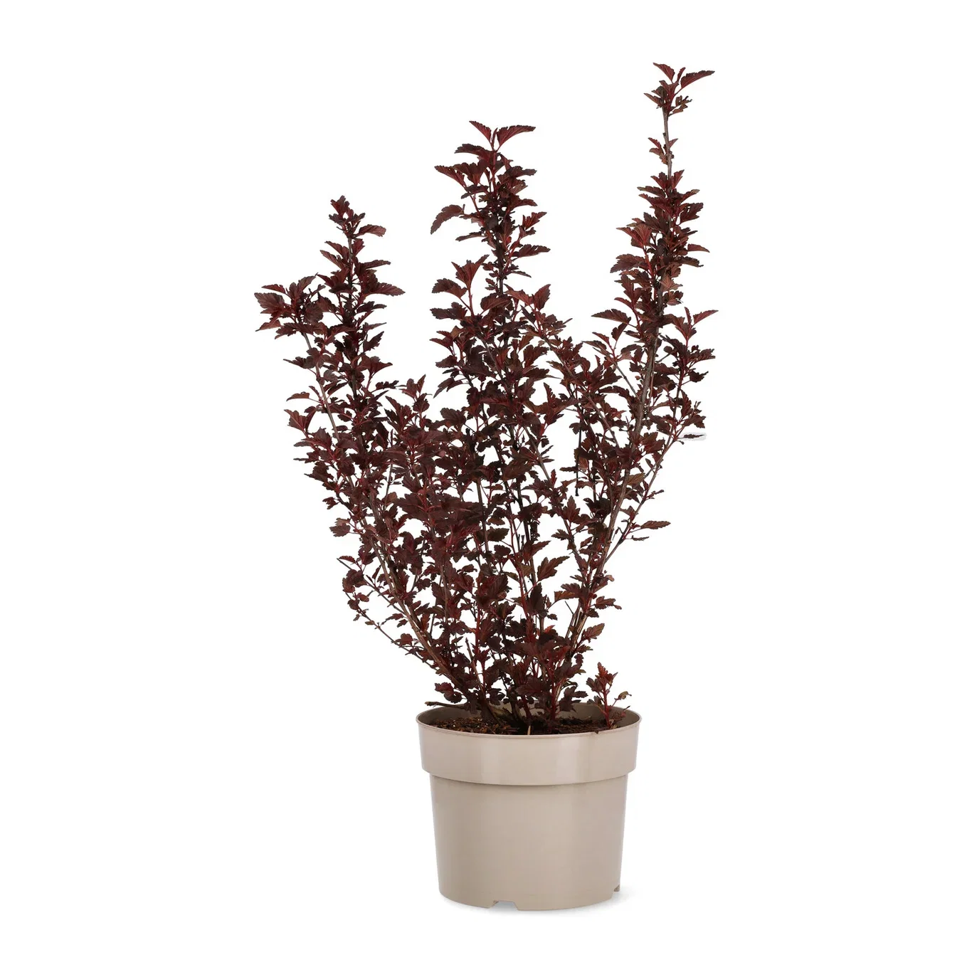 Blærespirea ALL BLACK