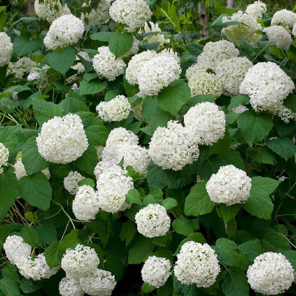 Vierhortensia 'Annabelle'