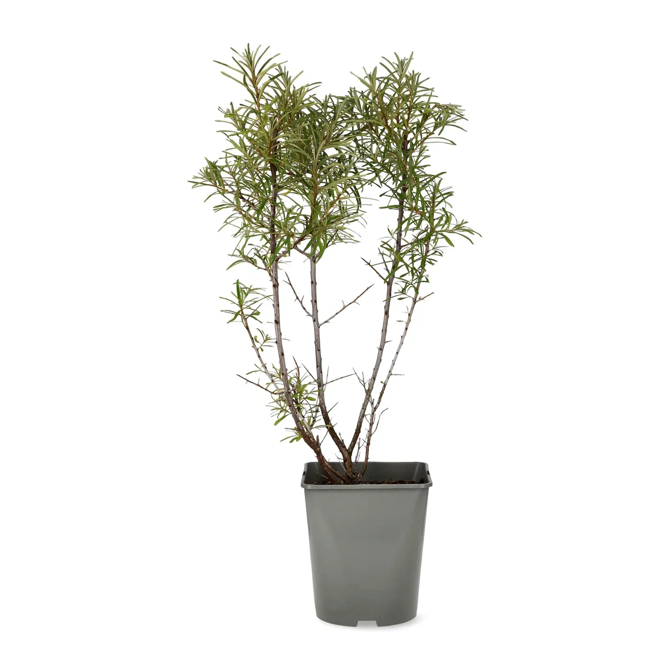 Hippophae rhamnoides 'Romeo' 23cm