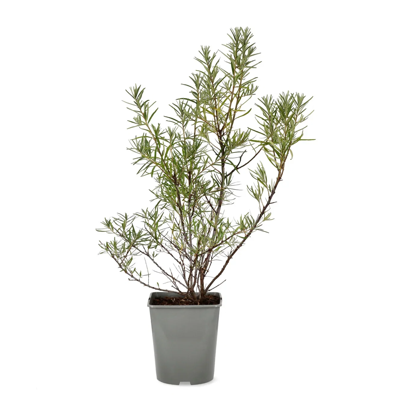 Hippophae rhamnoides 'Julia' 23cm