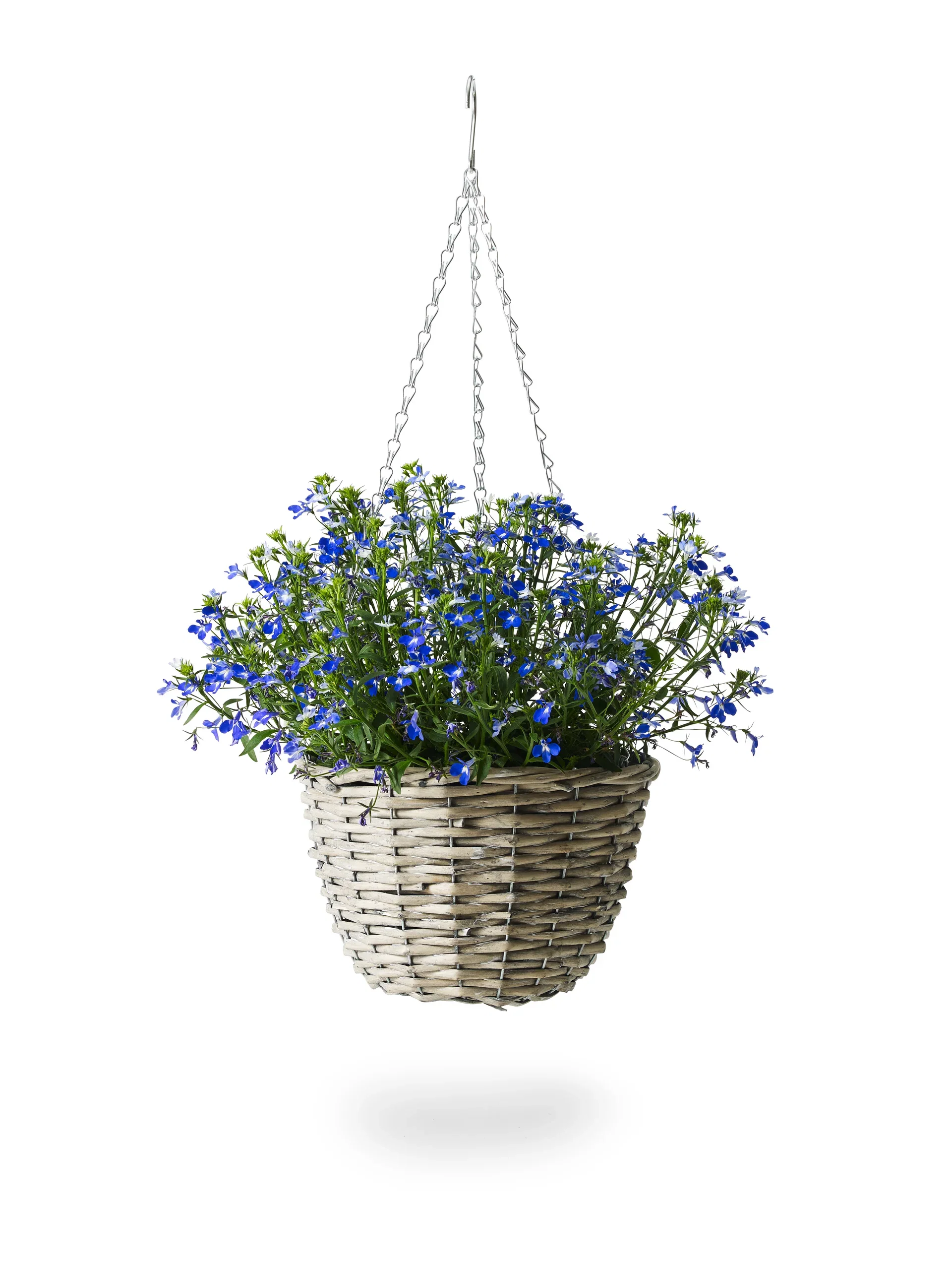 Lobelia h. basket Blue 22 cm