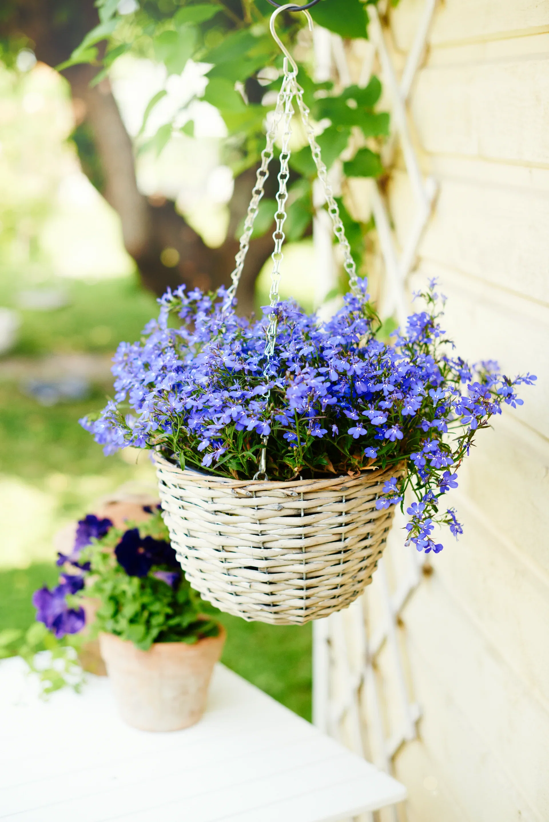 Lobelia h. basket Blue 22 cm