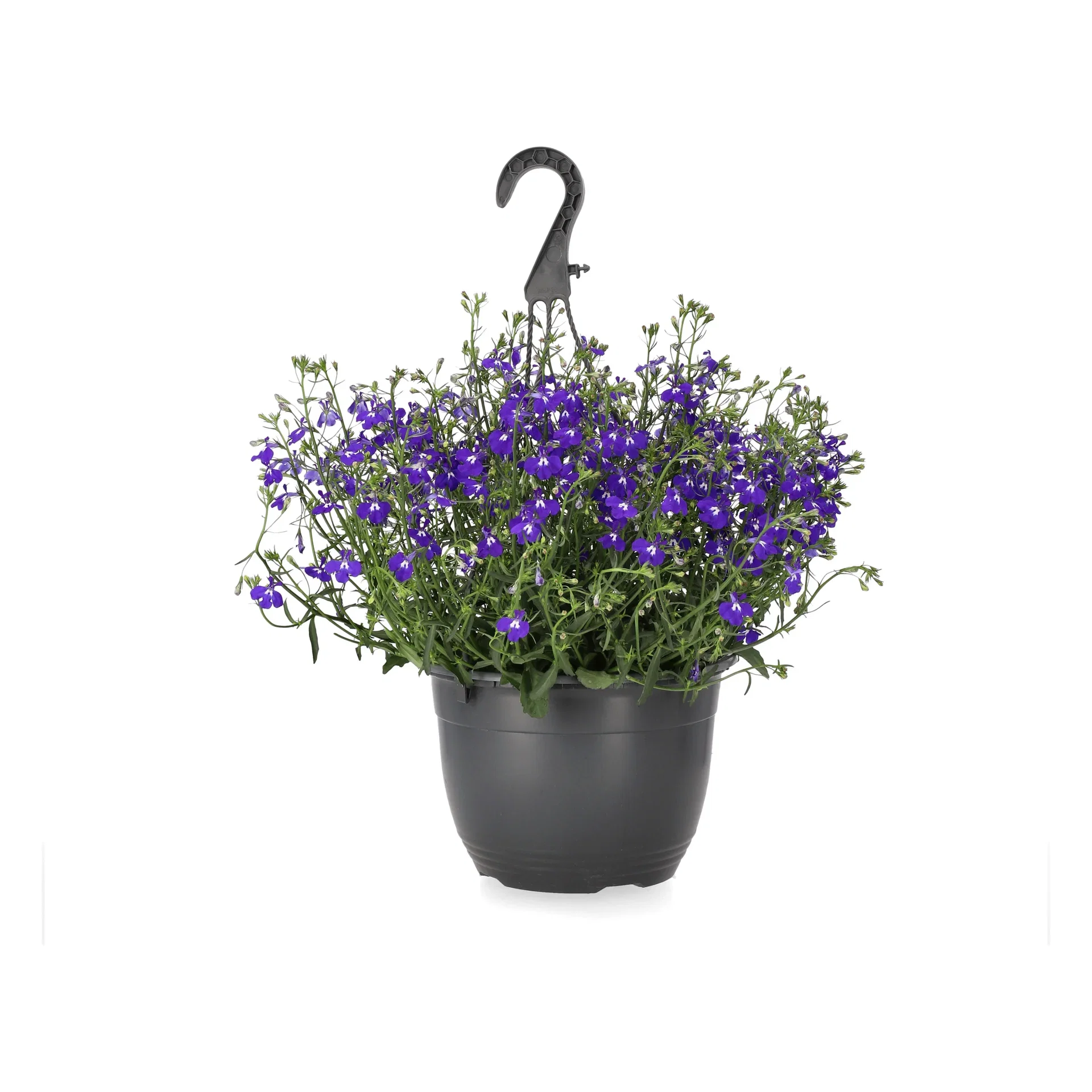 Lobelia h. basket Blue 22 cm