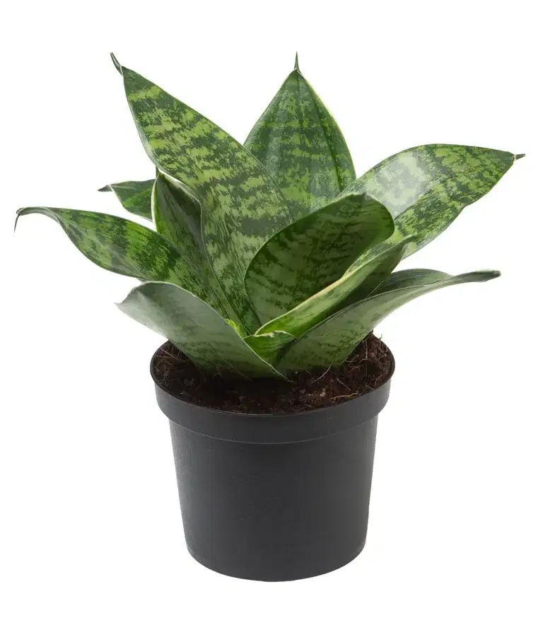 Svigermorstunge 'Hahnii'