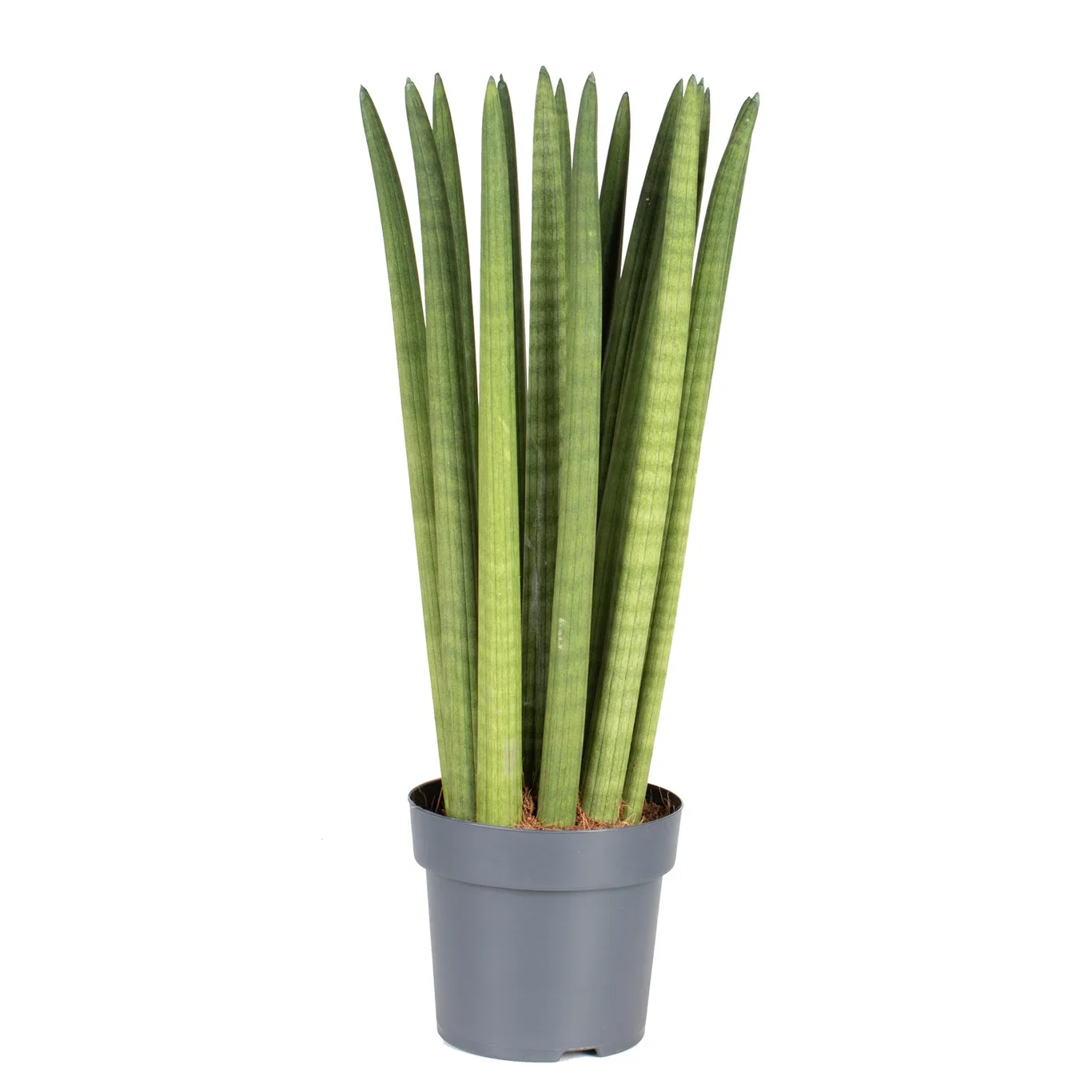 Sansevieria cylindrica straight 14 cm