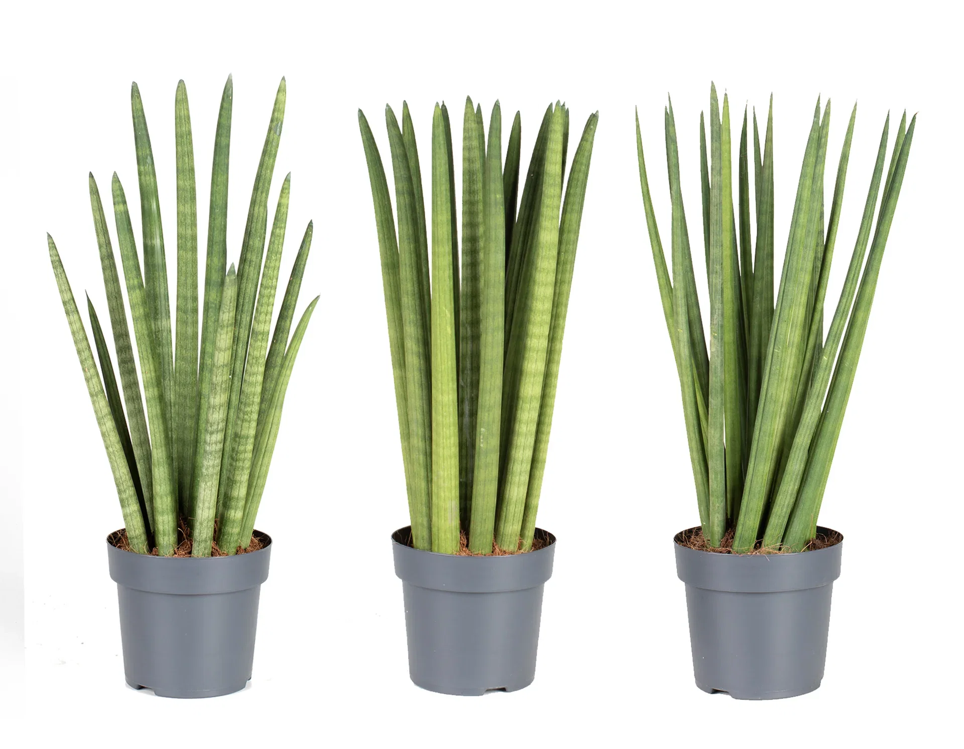 Sansevieria cylindrica straight 14 cm