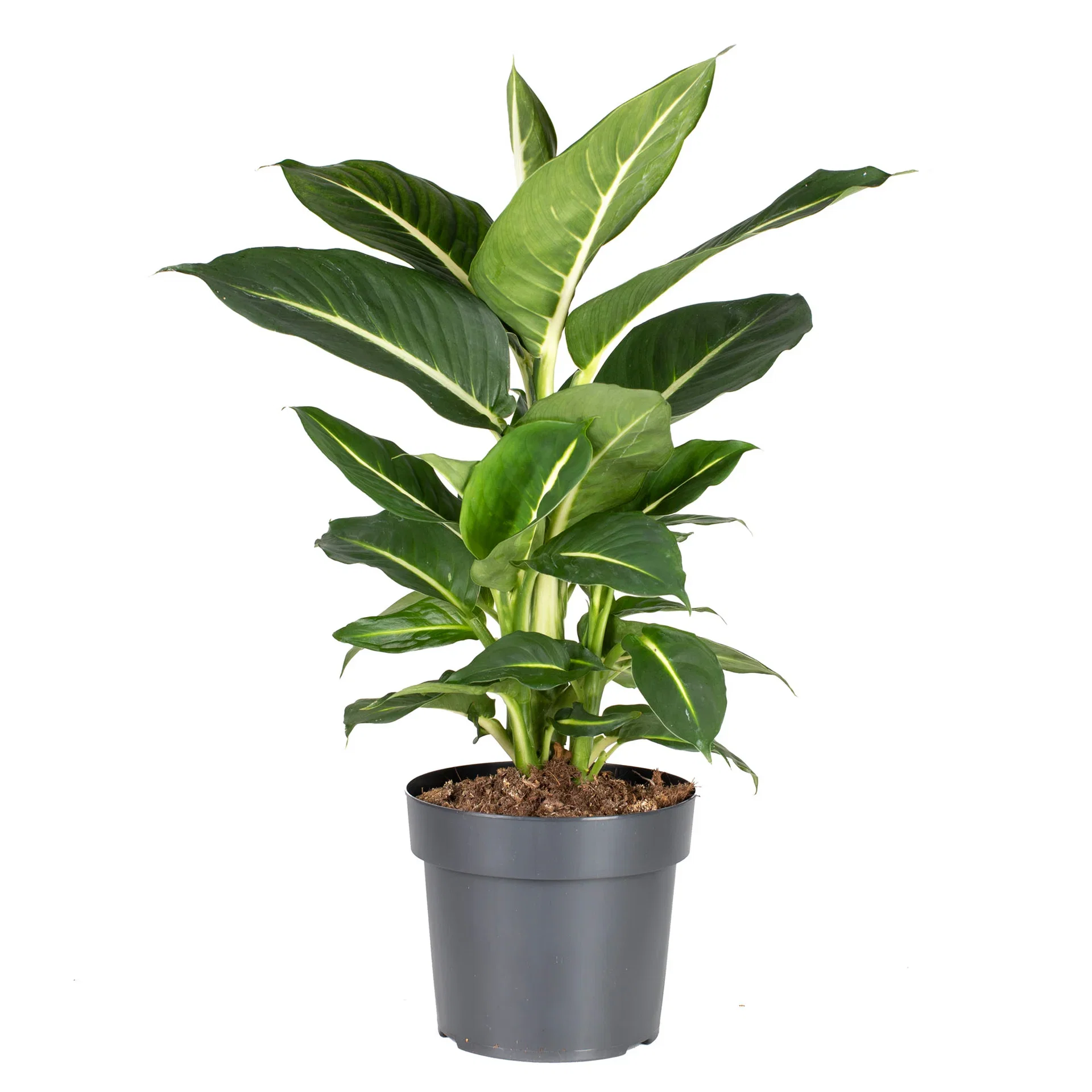 Dieffenbachia 'Green Magic' 17 cm