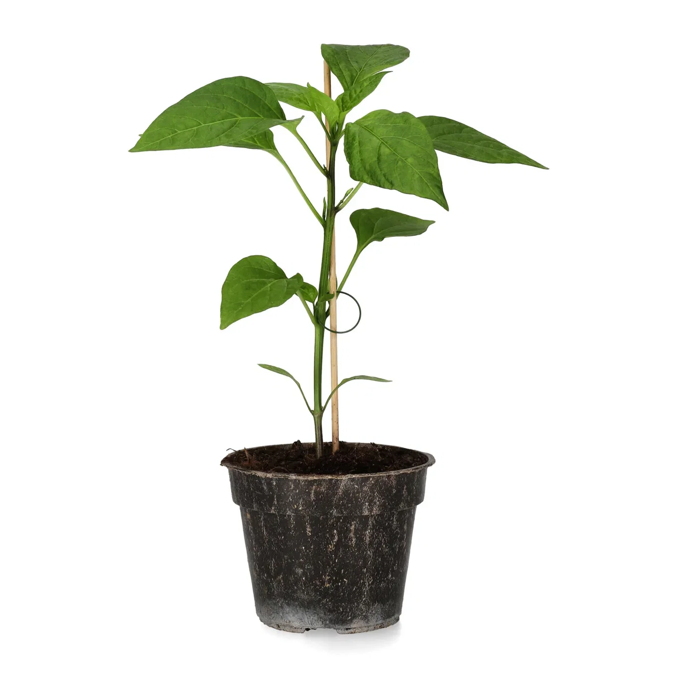 Chili 'Pimiento de Padrón'