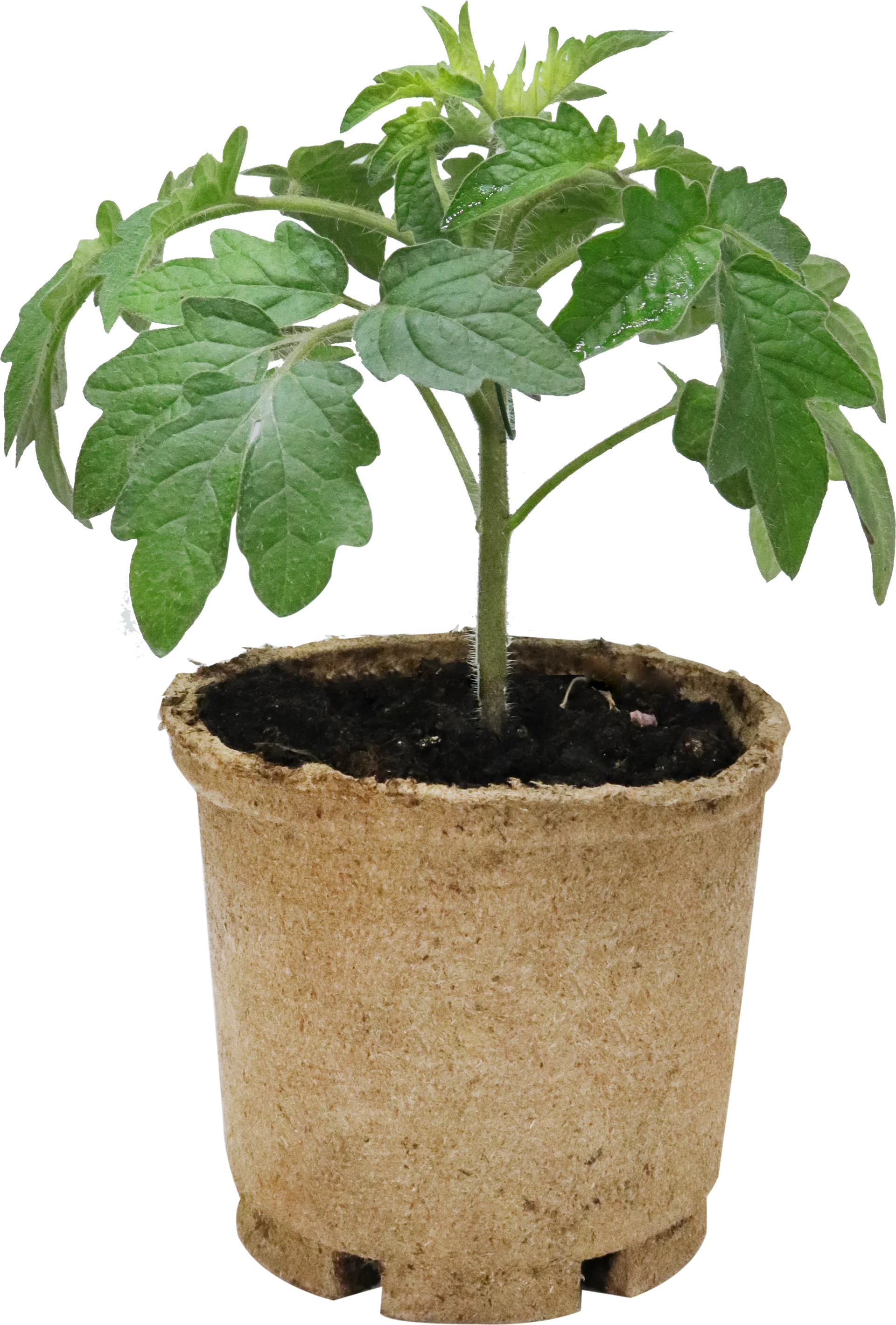 All N. Lycopersicum plum 'San Marzano' 10,5 cm