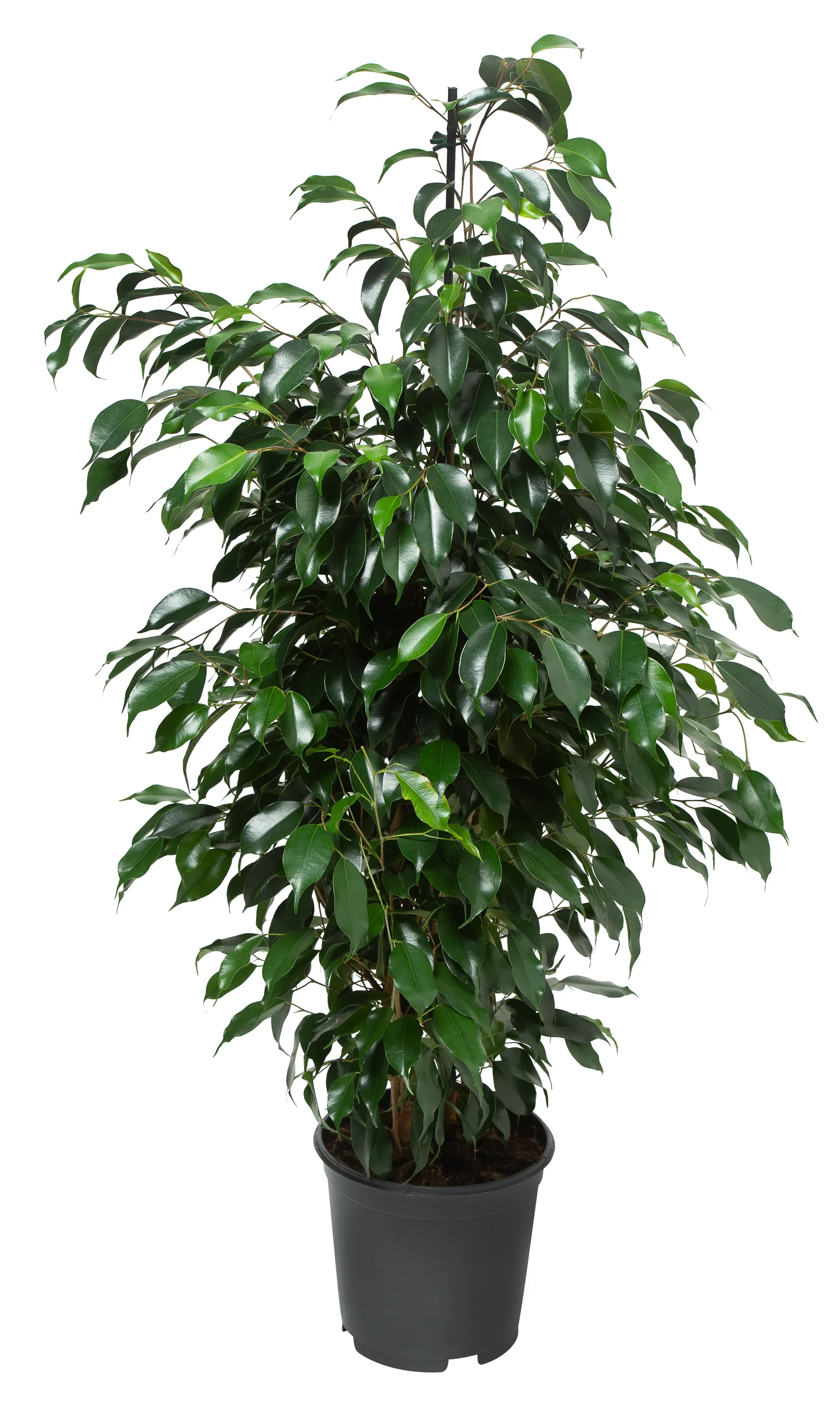 Bjørkefiken 'Danielle'