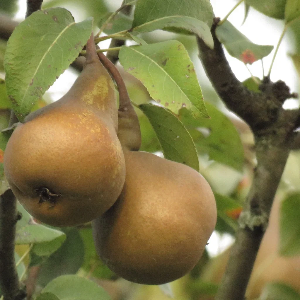 Pyrus communis 'Ingeborg' E Kv. Adams 10L
