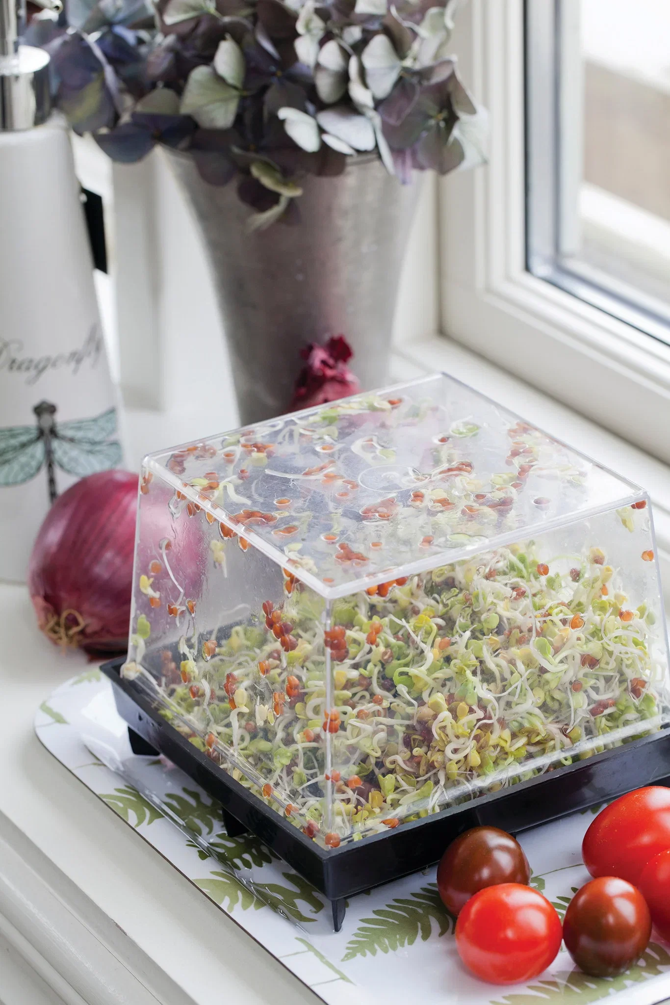 Primo Vitamino, Groddbox