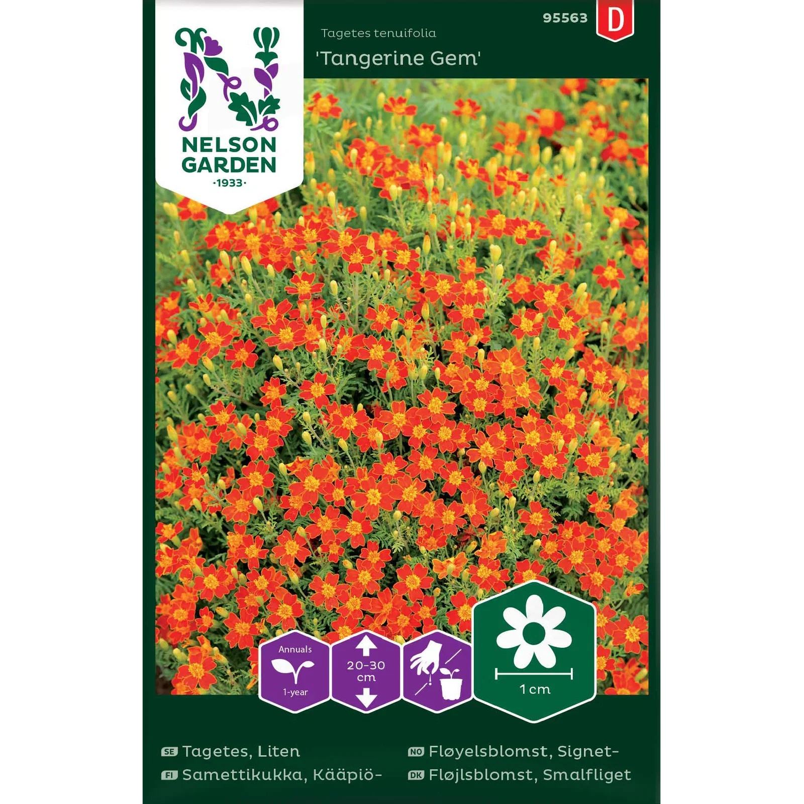 Signetfløyelsblomst 'Tangerine Gem'