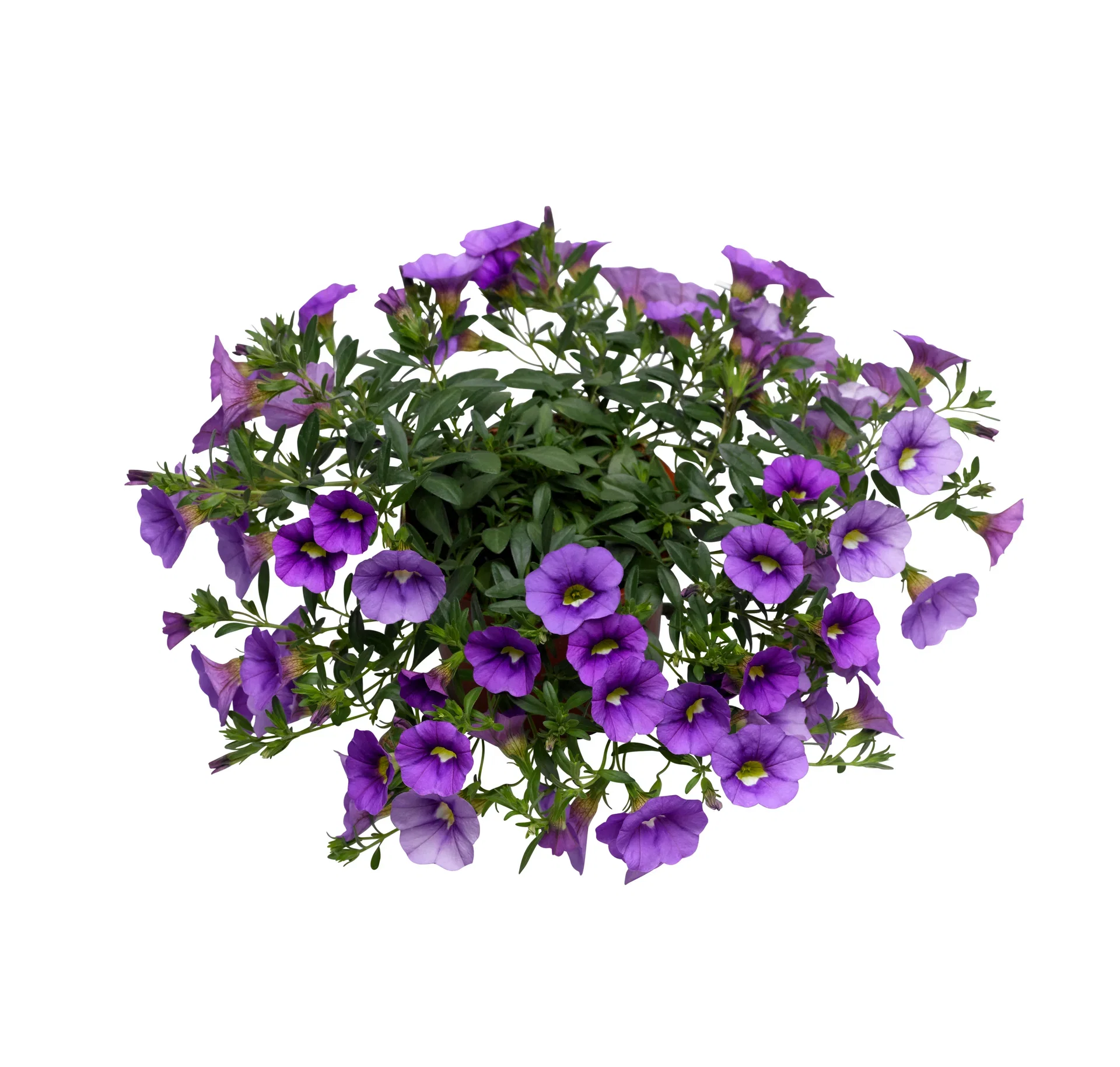 Petunia 'Surfinia'