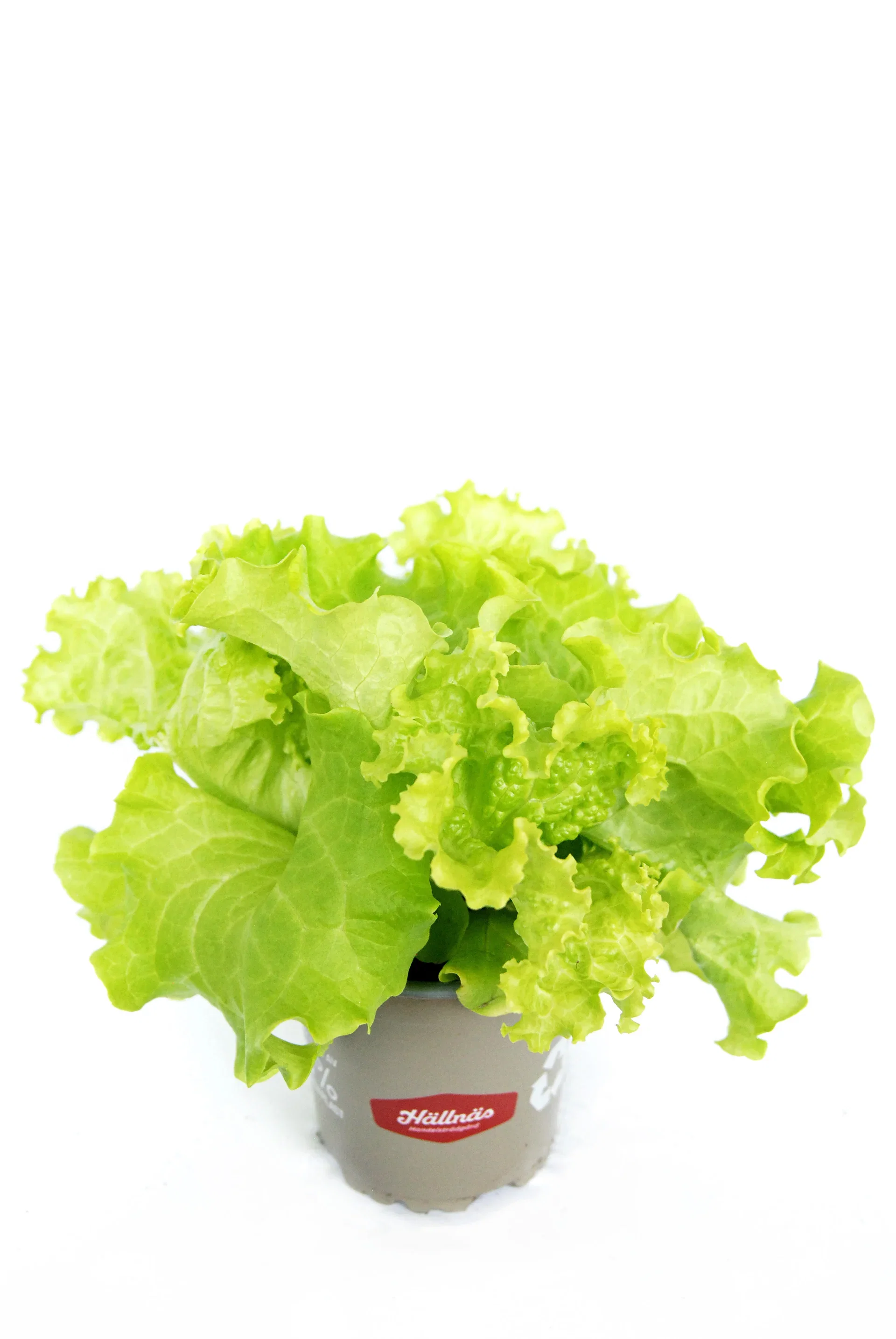 Ready Lactusa Lollo Biondo KRAV 10,5 cm
