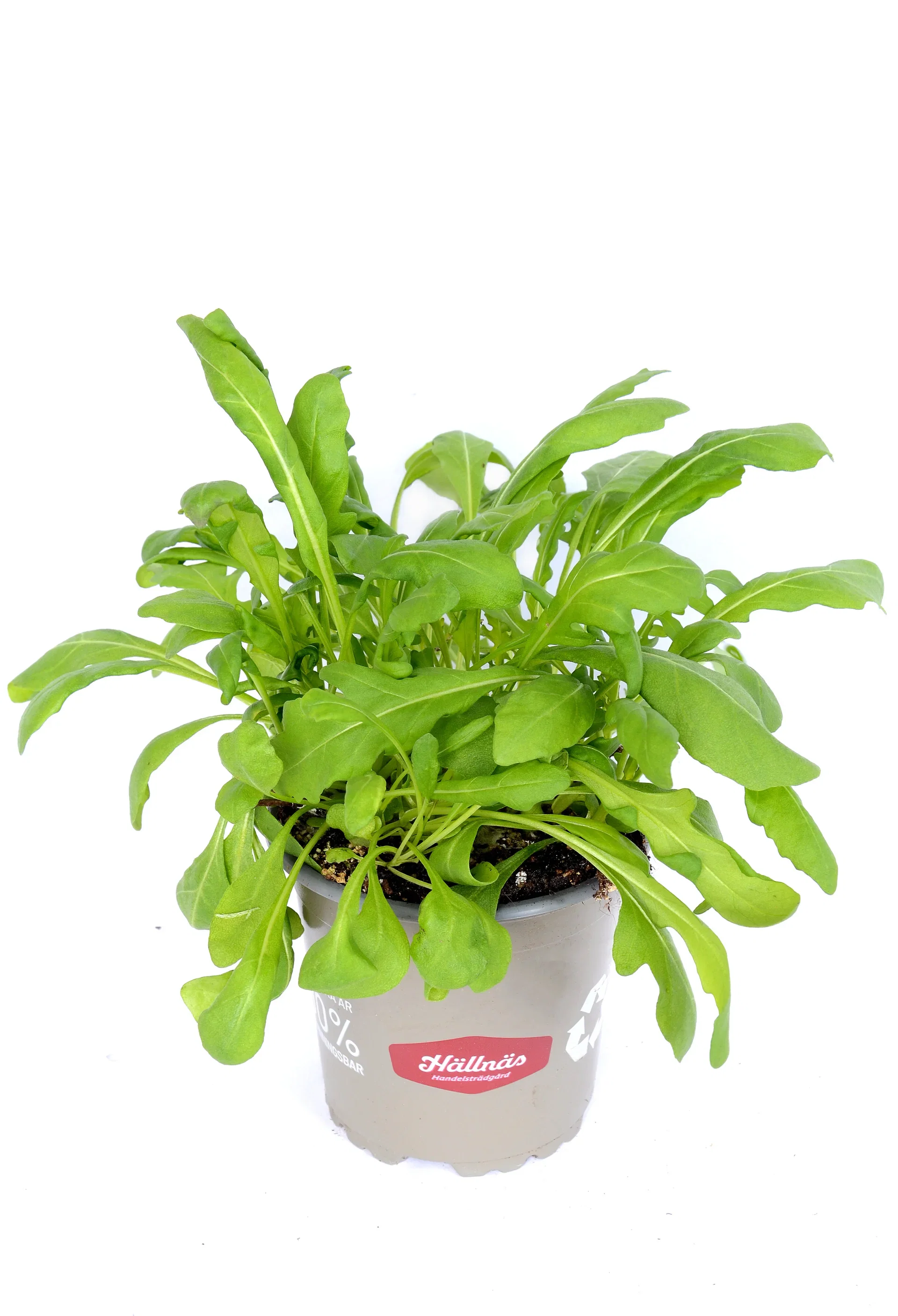 Ready Lactusa Ruccola KRAV 10,5 cm