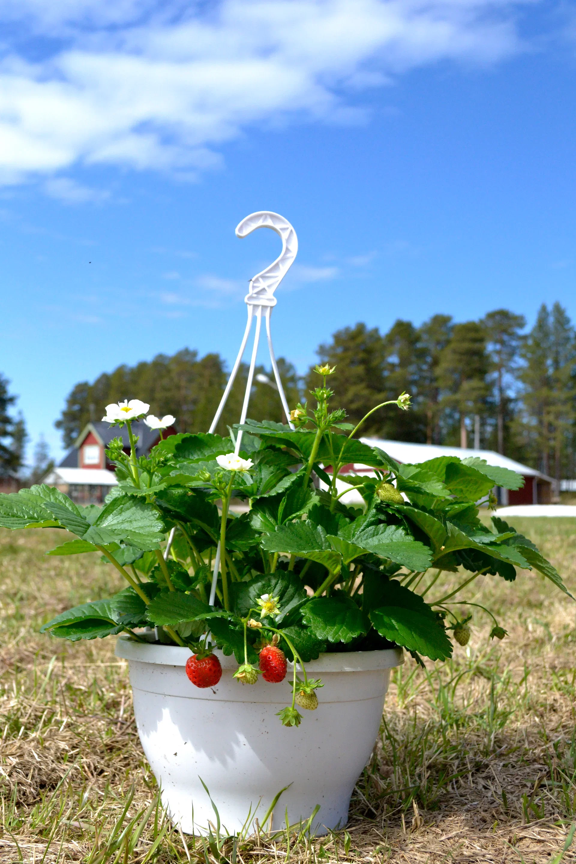 Fragaria x ananassa 'Delizz' h. basket 25cm