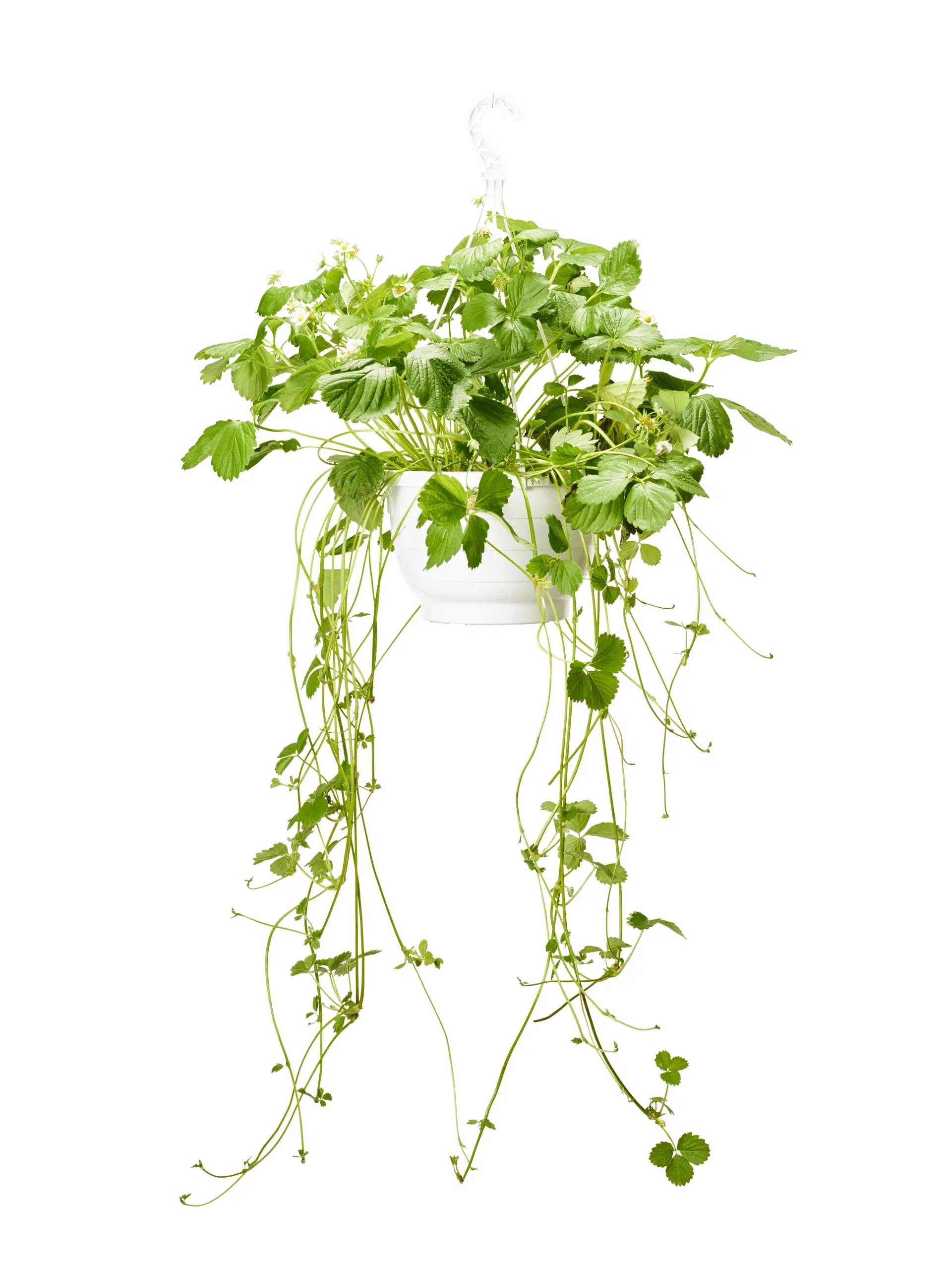 Fragaria x ananassa 'Delizz' h. basket 25cm