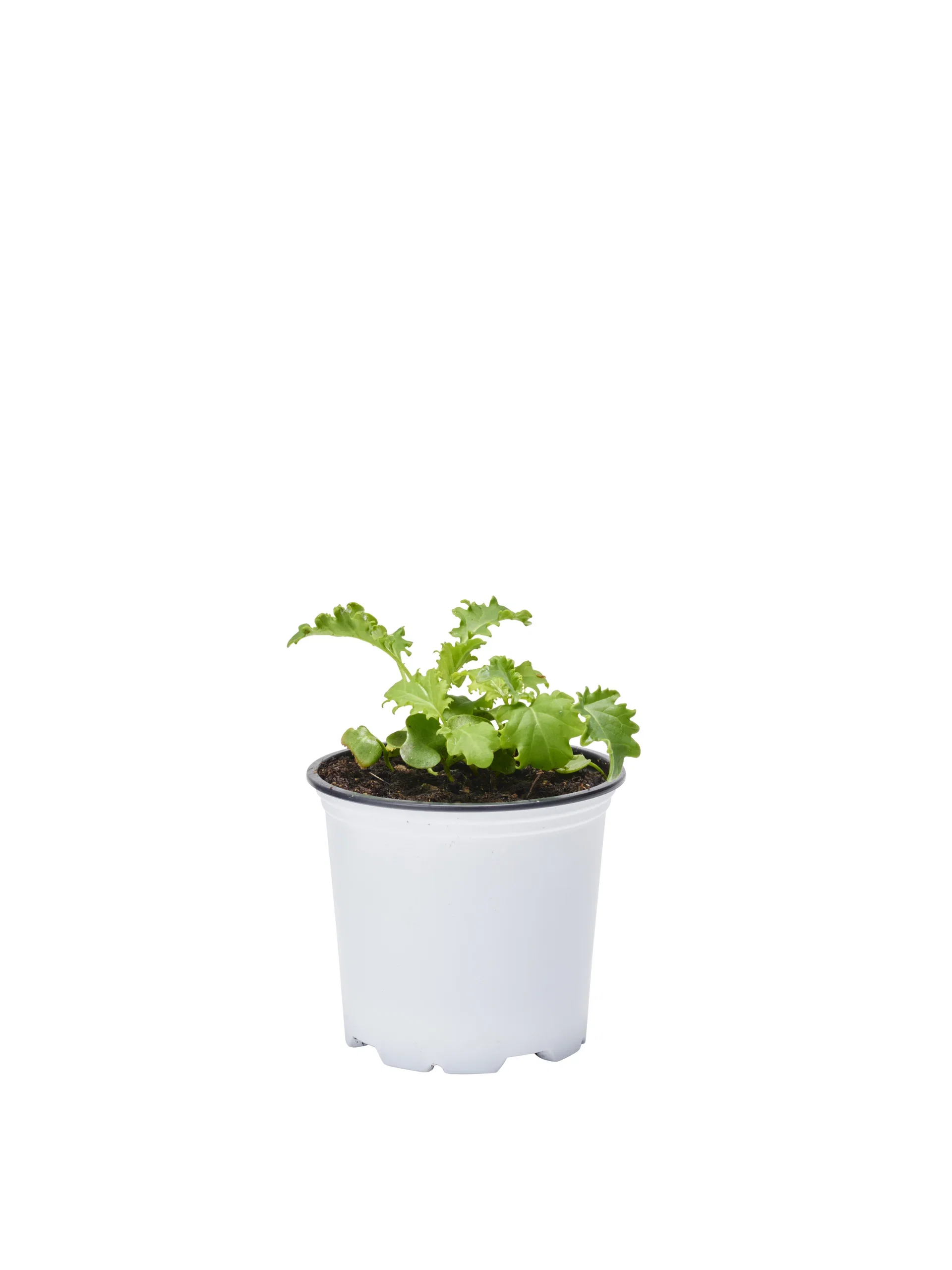 All N. Kale KRAV 10,5 cm