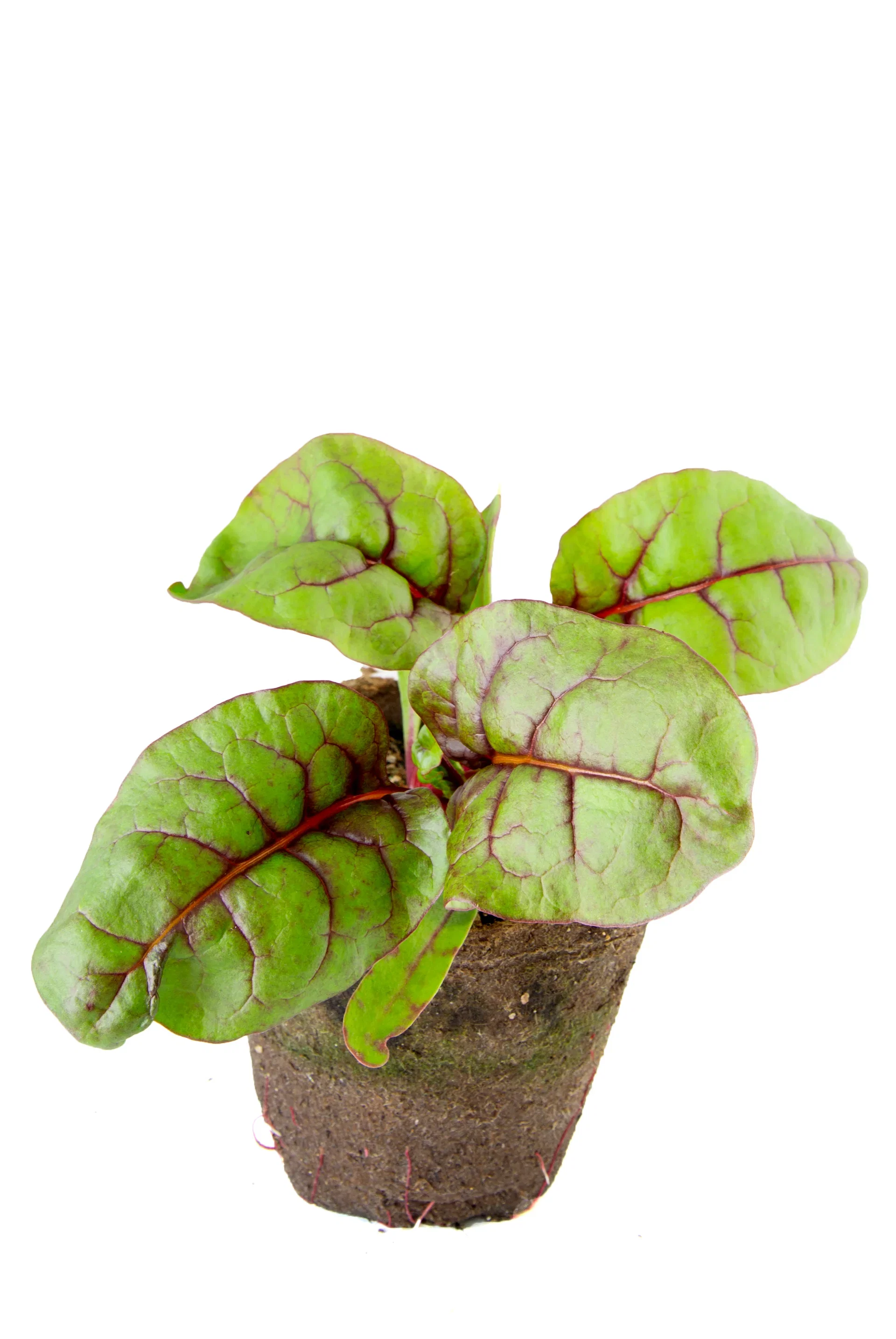 All N. Swiss chard KRAV 10,5 cm