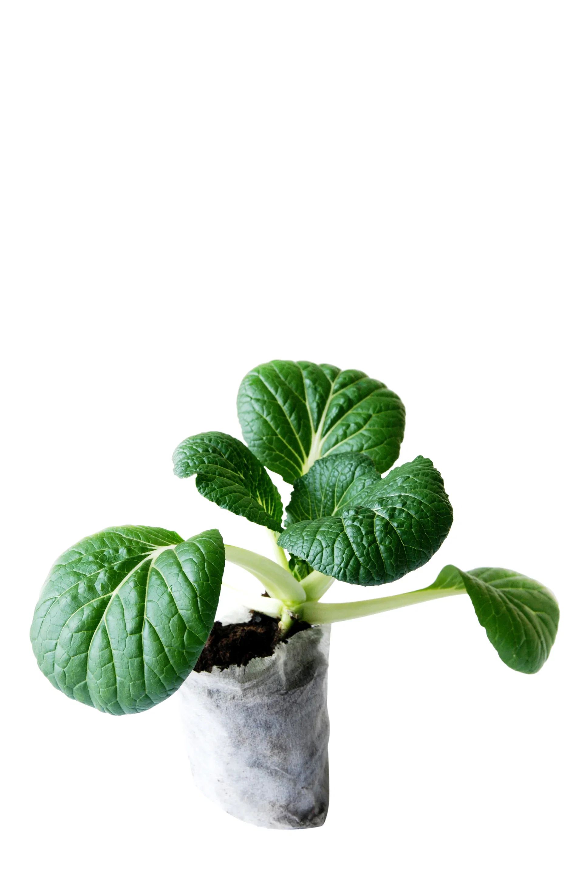 All N. Pak Choi KRAV 10,5 cm