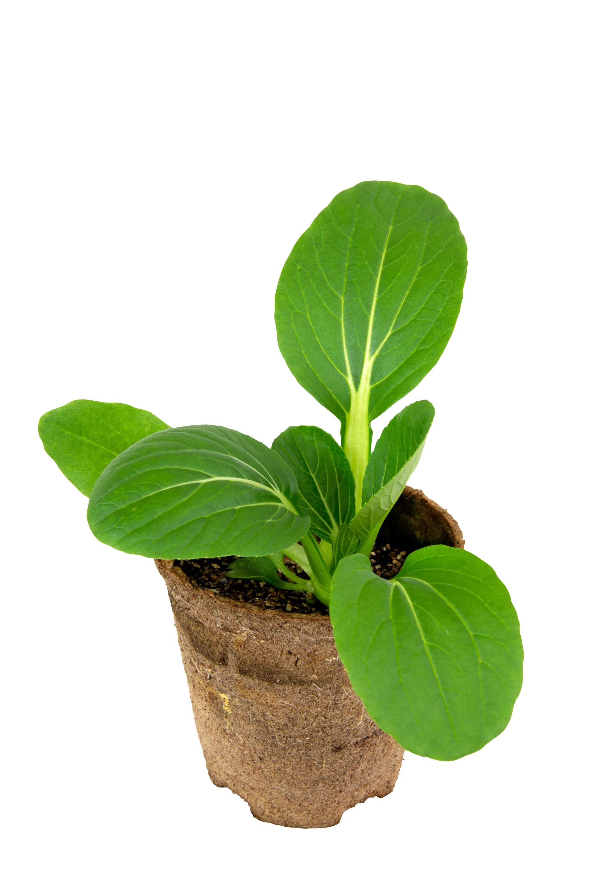 All N. Pak Choi KRAV 10,5 cm