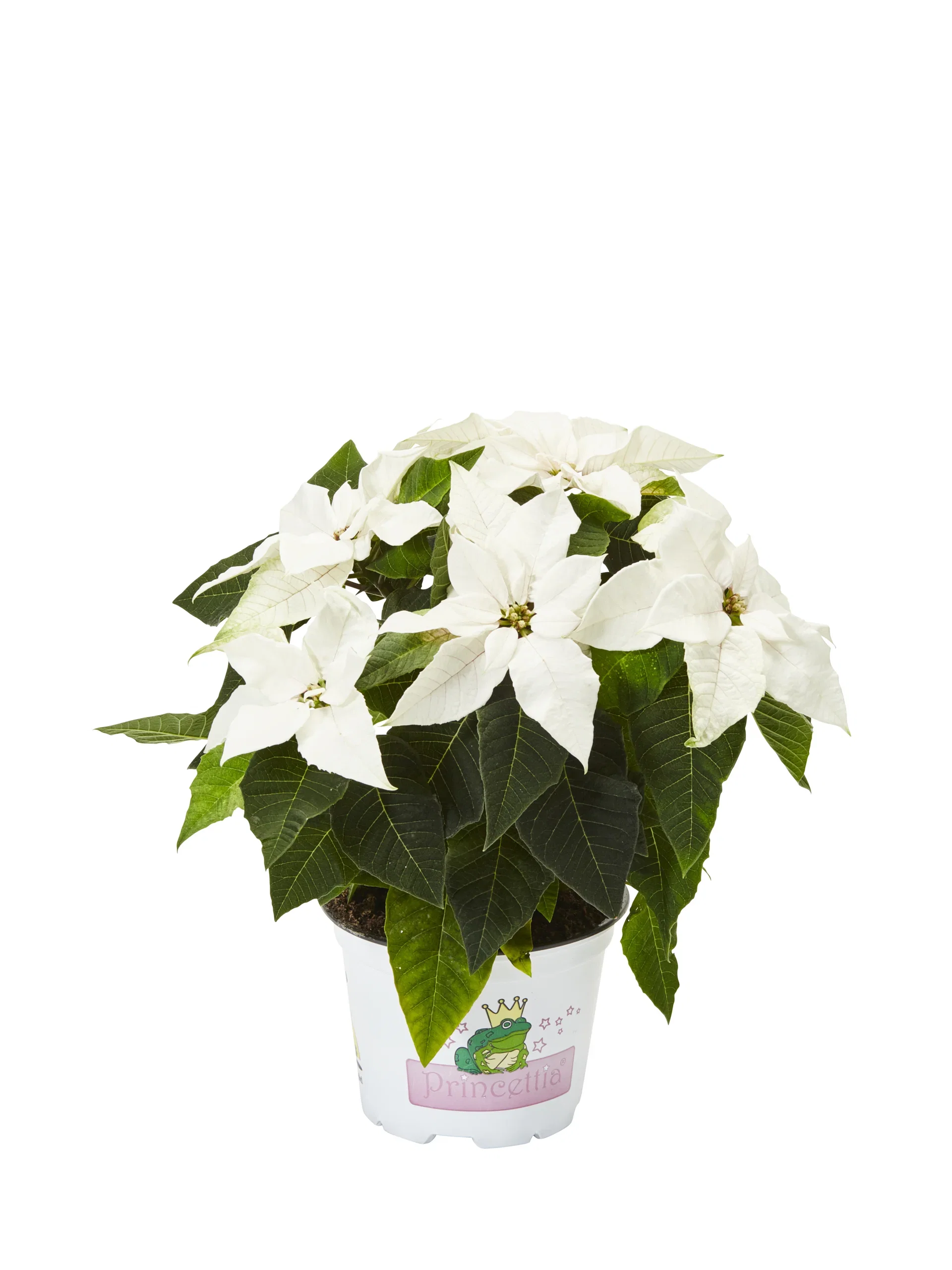 Euphorbia pulch. 'Princettia White' 12 cm