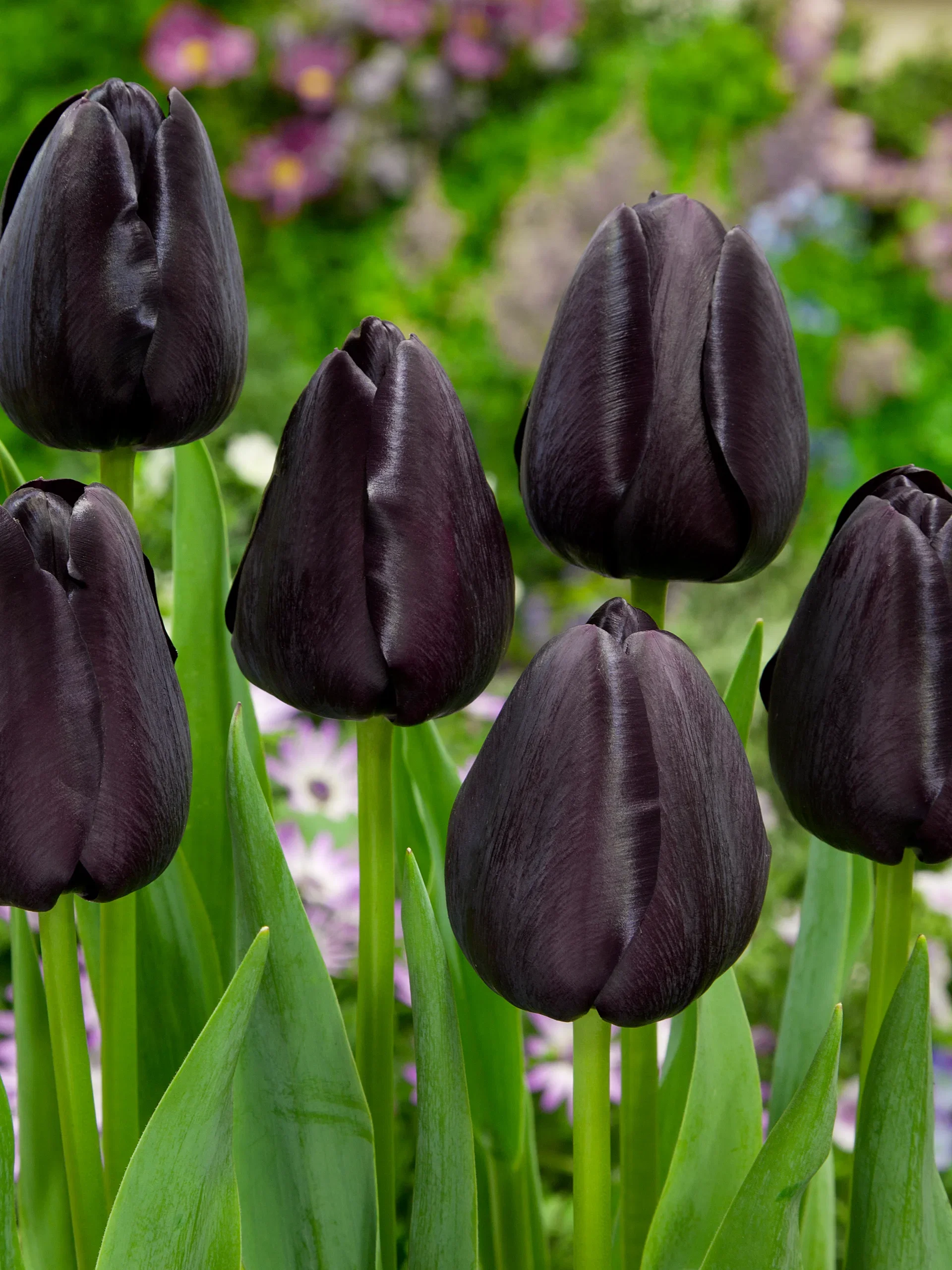 Tulipan 'Queen Of Night' - 6stk