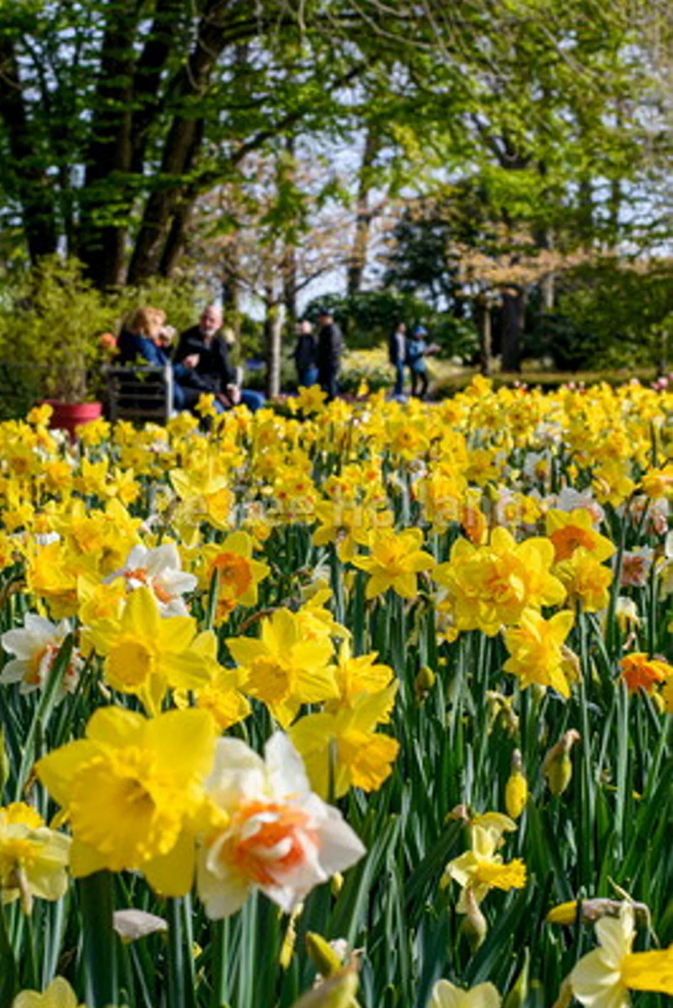 Narcissus Large Cupped Mix 14/