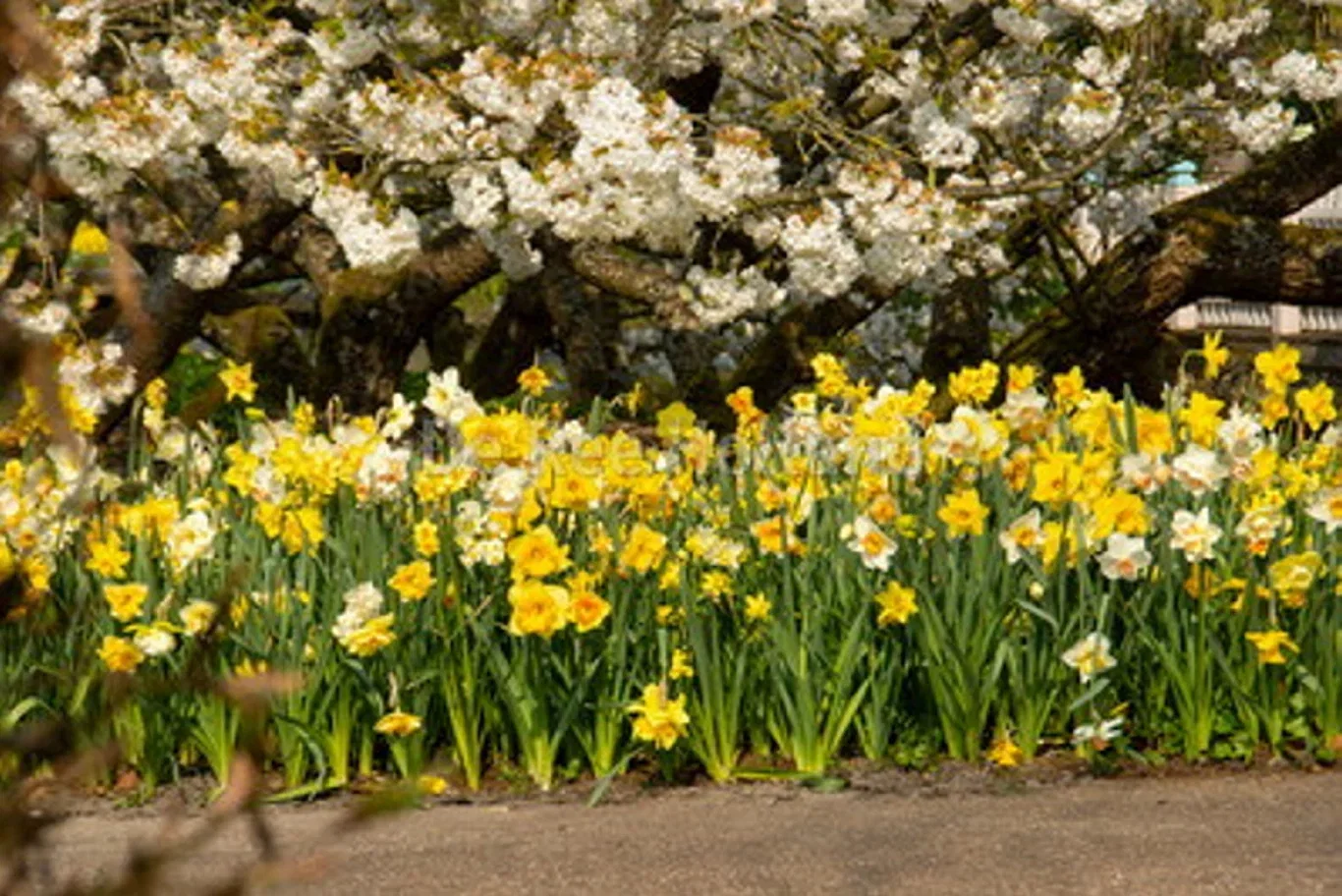 Narcissus Large Cupped Mix 14/