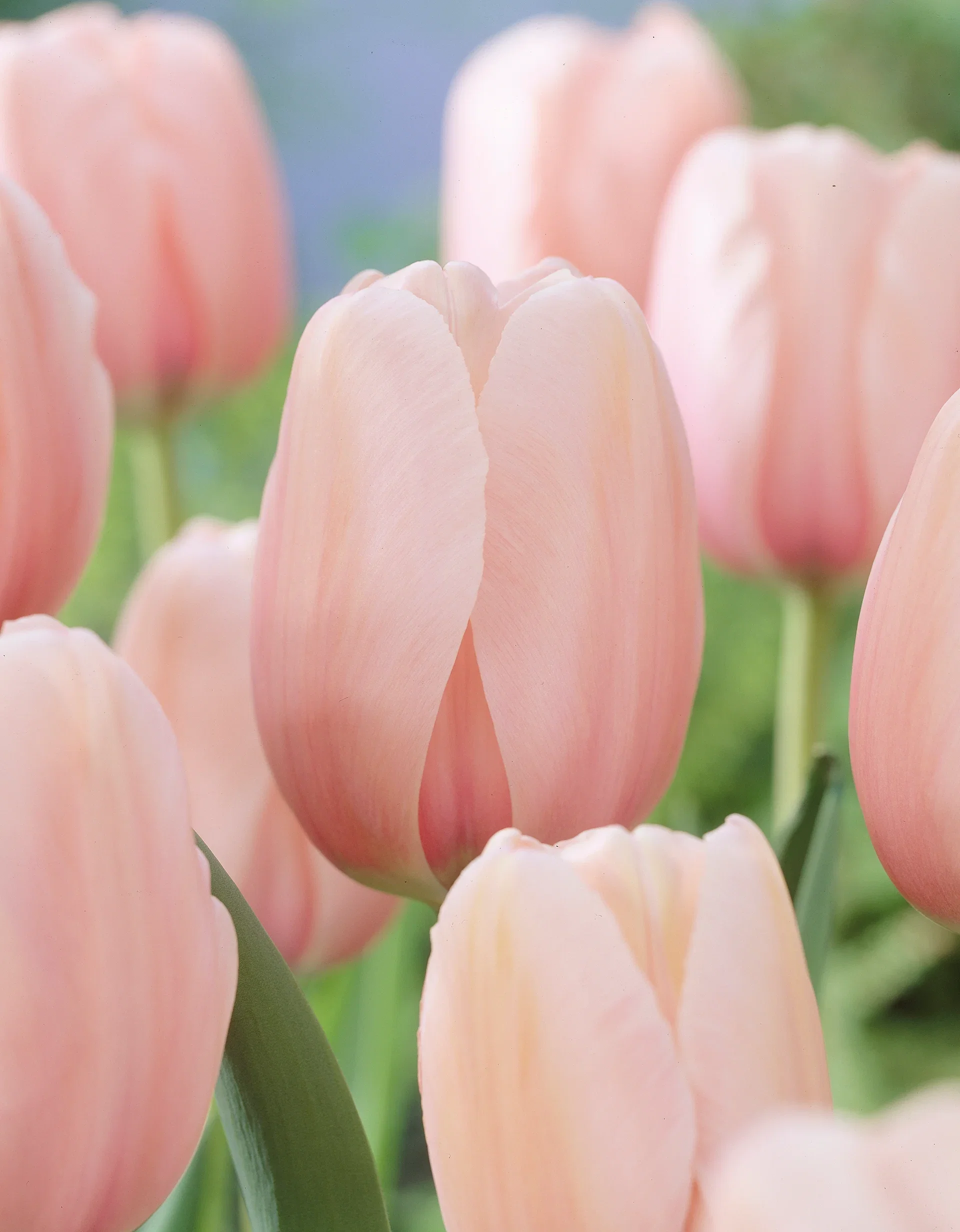 Tulipan 'Salmon Impression'