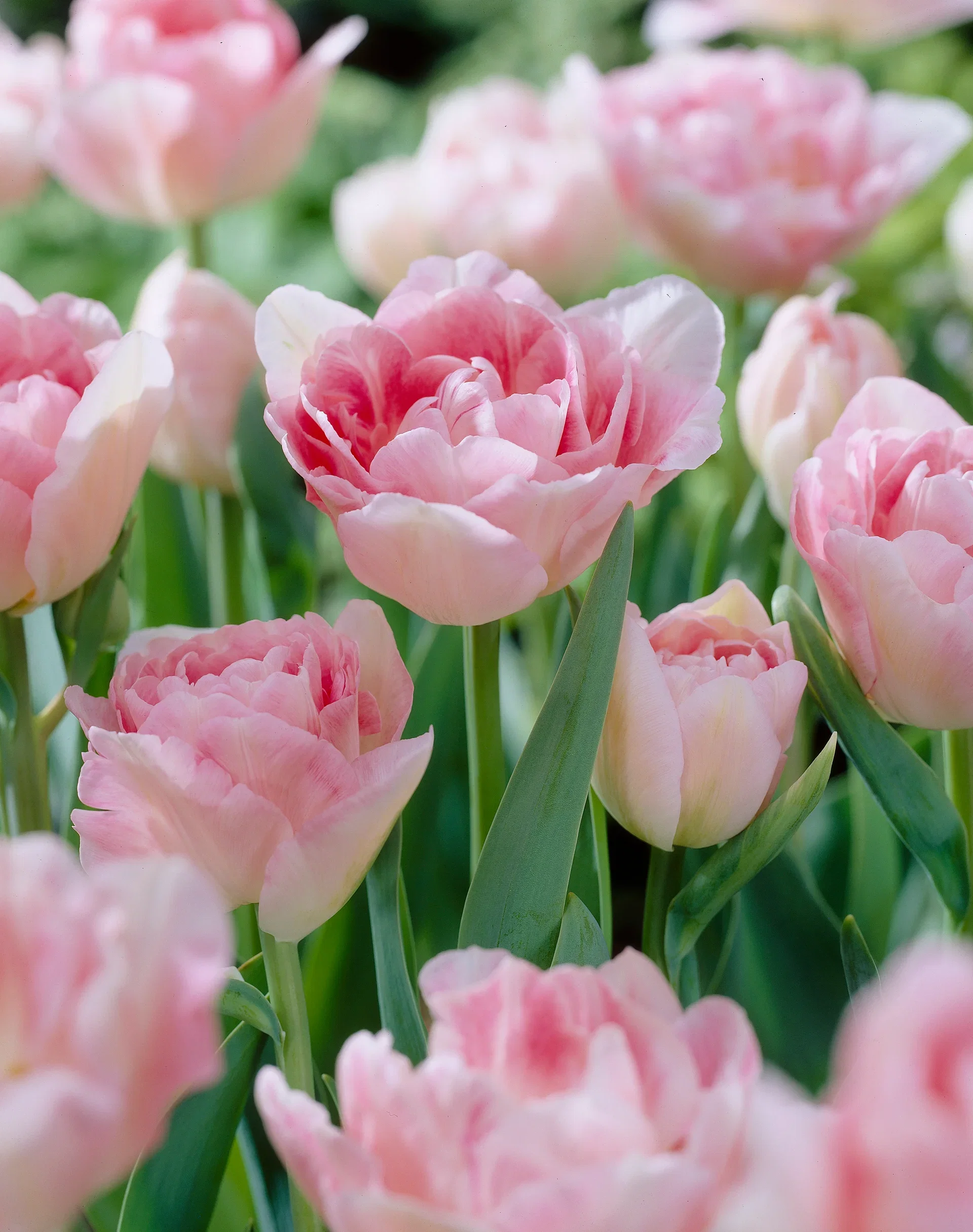 Tulipan 'Angelique' - 6 stk