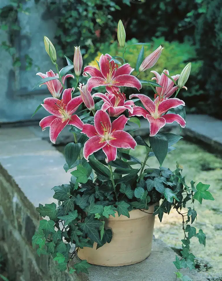 Lilium Stargazer 16/18 pink