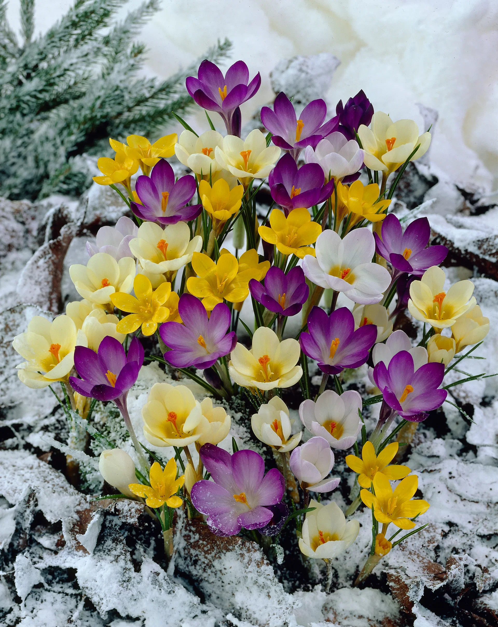 Crocus Botanical Mix 5/ mix