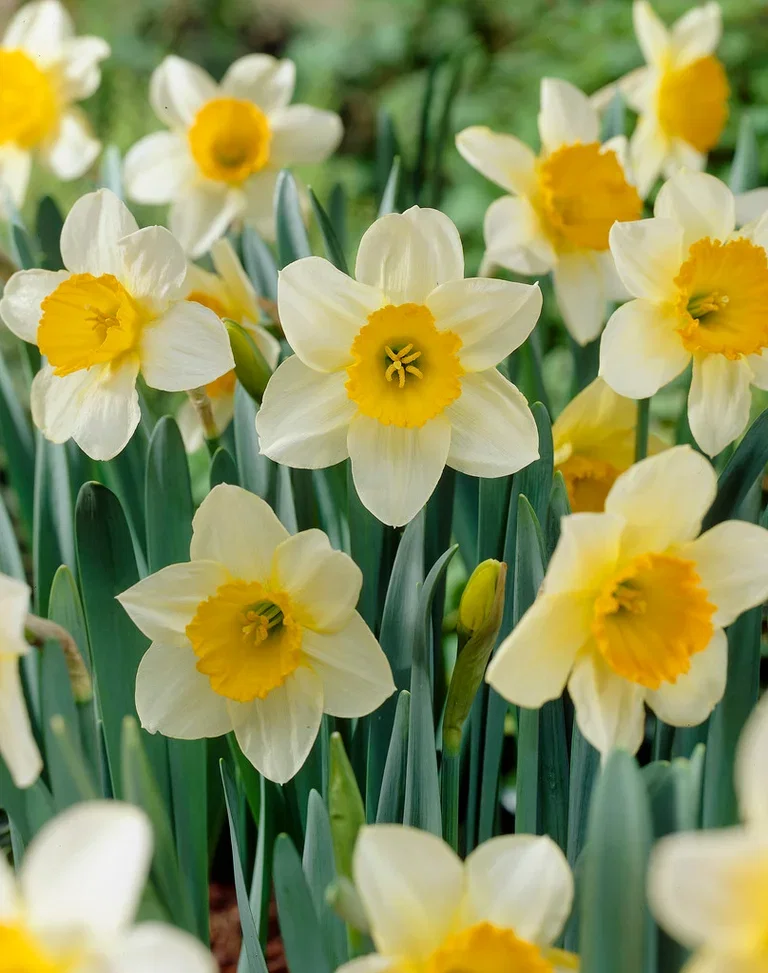 Påskelilje 'Sempre Avanti'