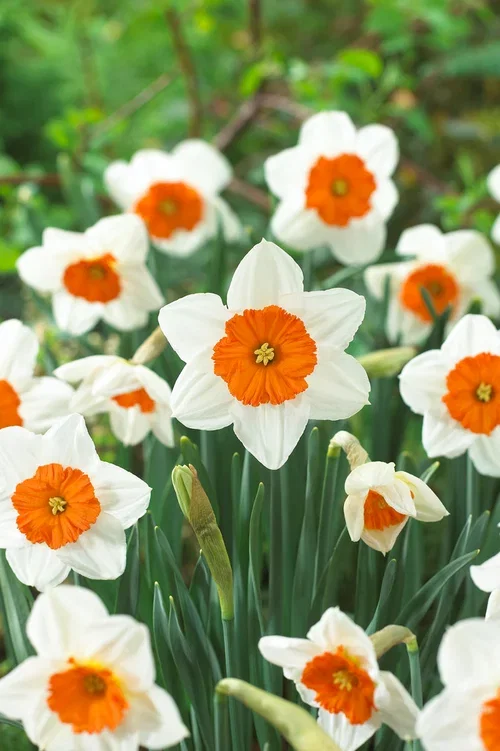 Påskelilje 'Prof Einstein'