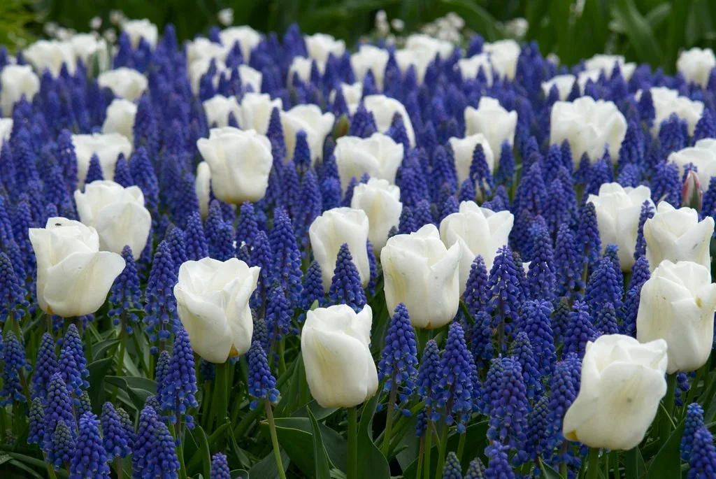 Mix Tulip/Muscari - 20 bulbs