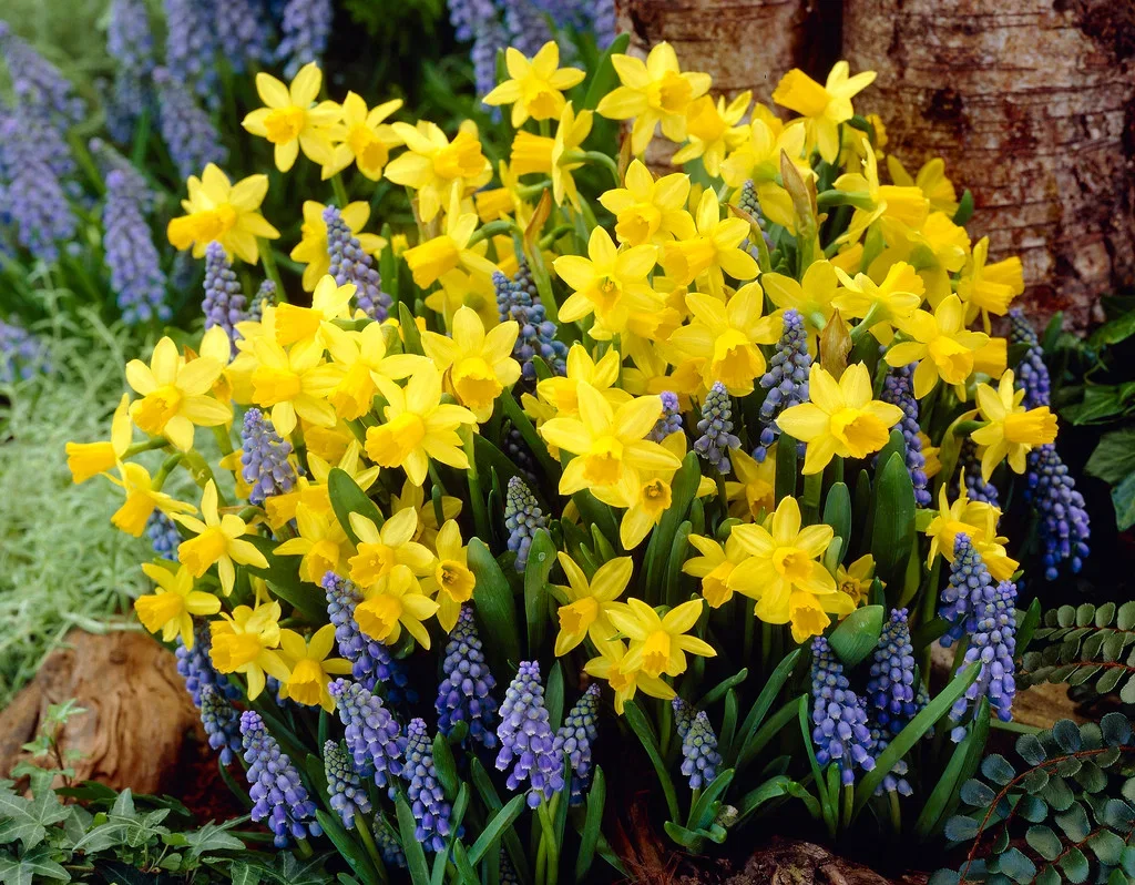 Høstløk miks Sunshine Blue