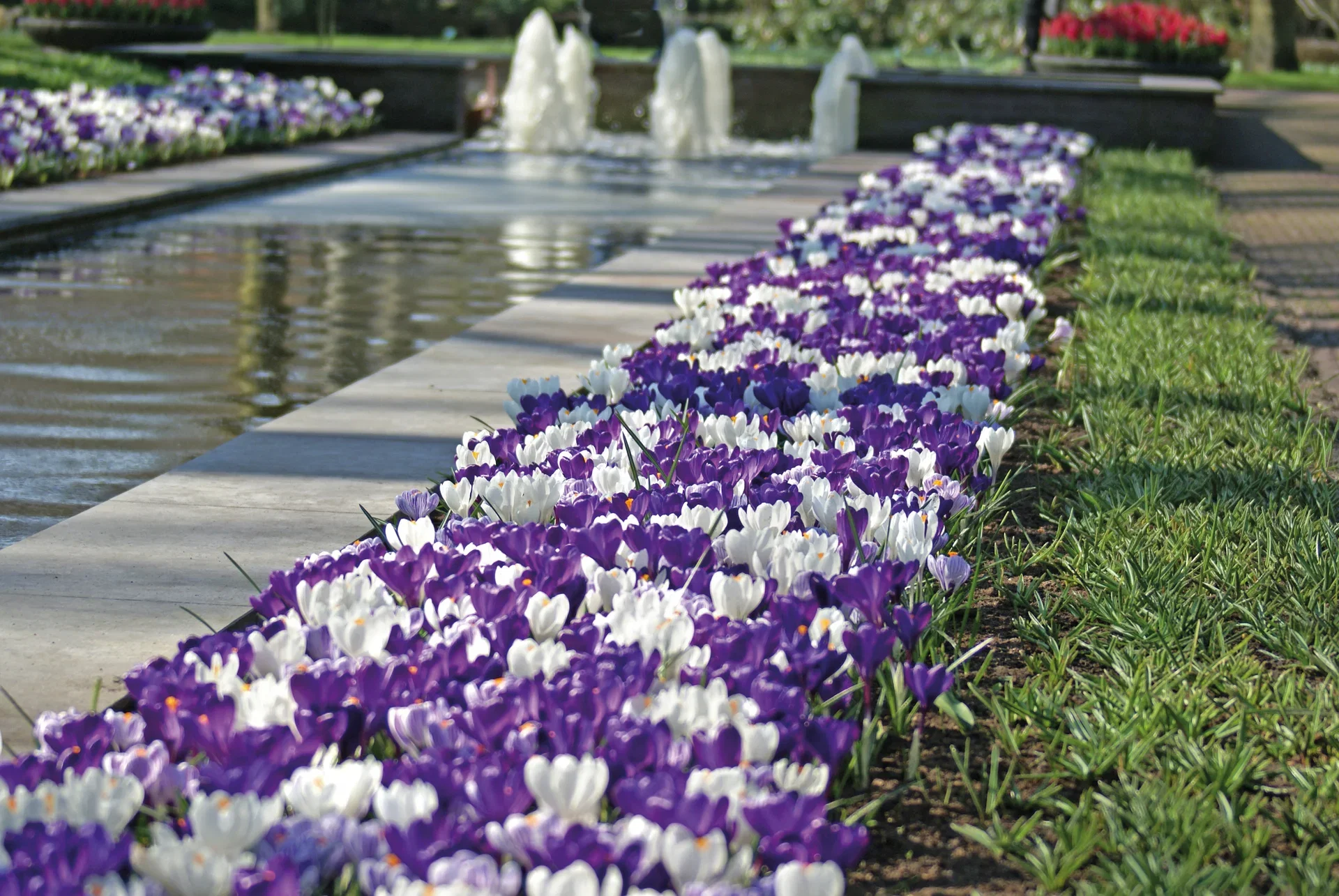 Perfect Match 16 Crocus Blue B