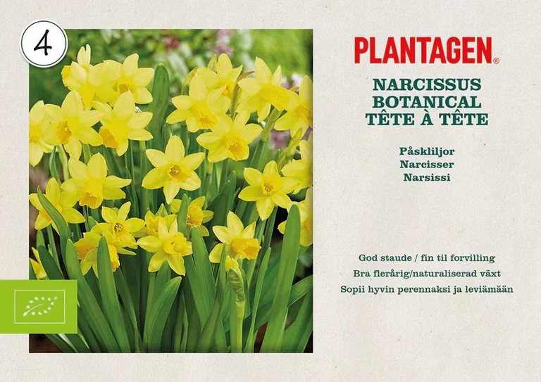 Narcissus botanical Tête à T