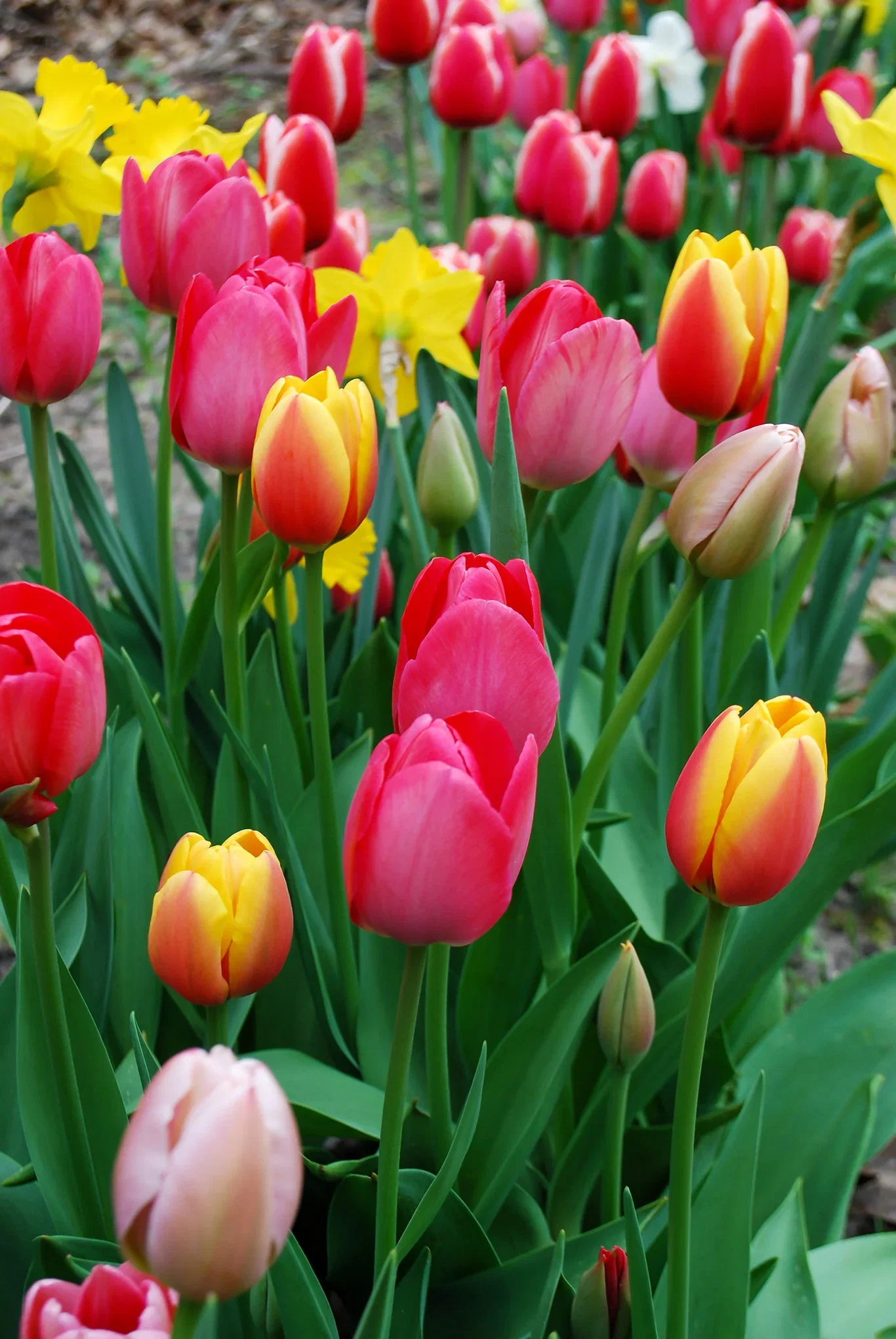 Tulipa Darwin Hybrid Mix 11/