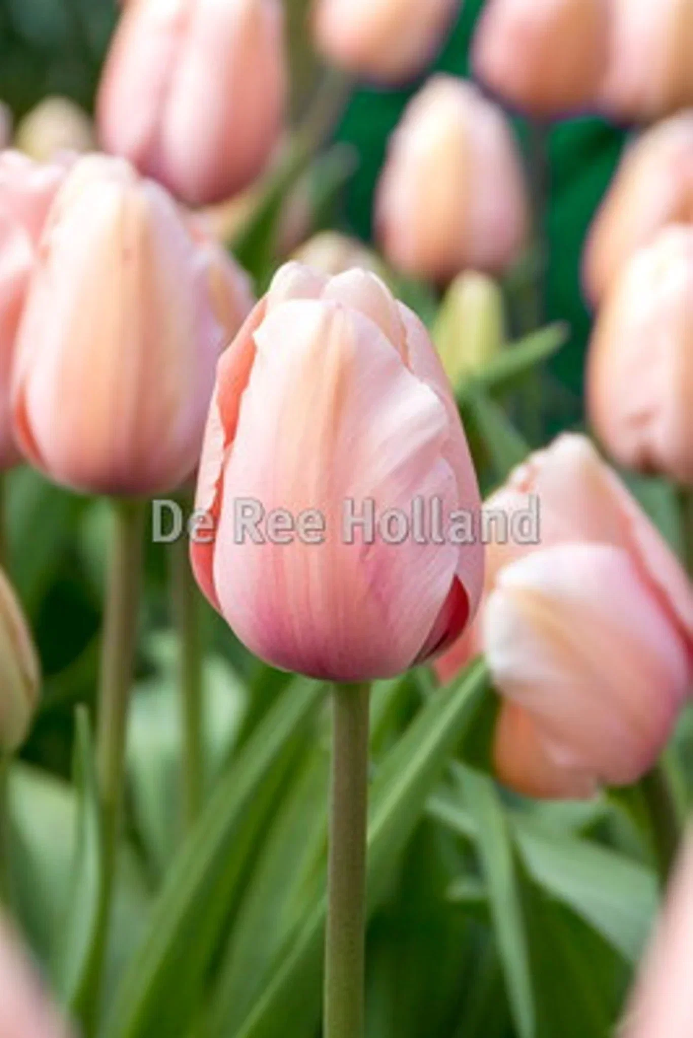 Tulipa Darwin Salmon Impressio