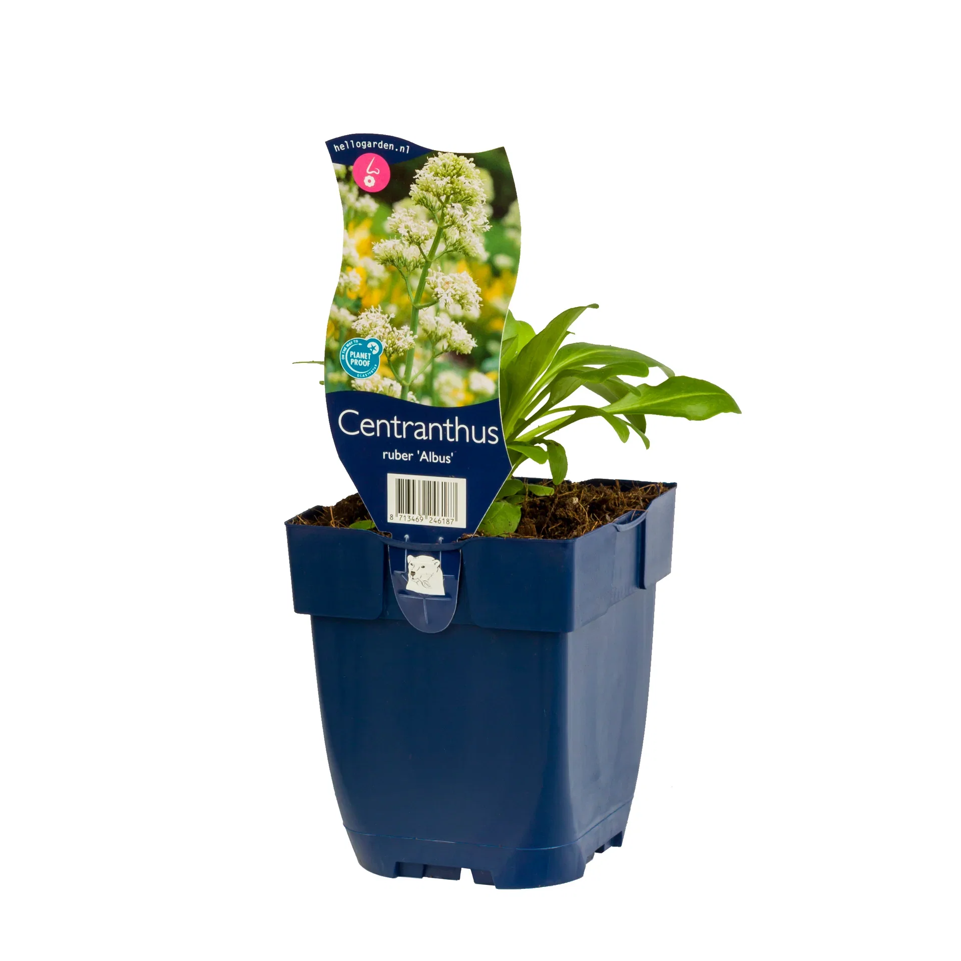 Centranthus rubus 'Albus'