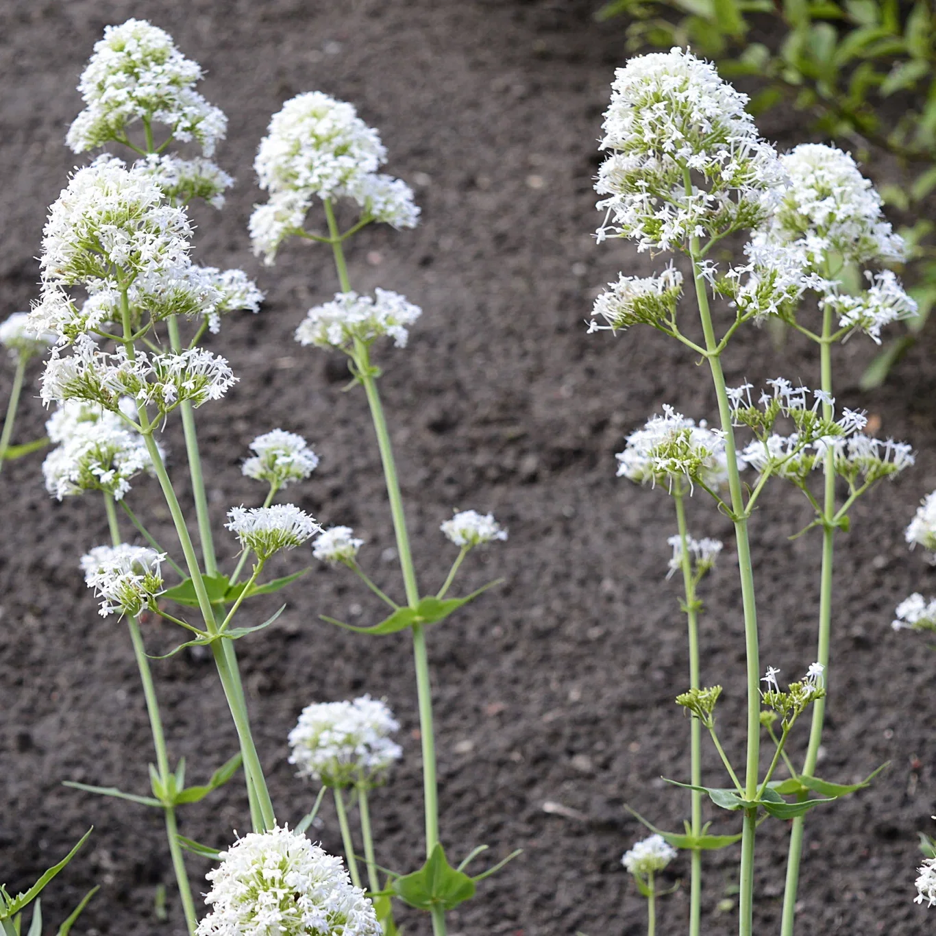Centranthus rubus 'Albus'