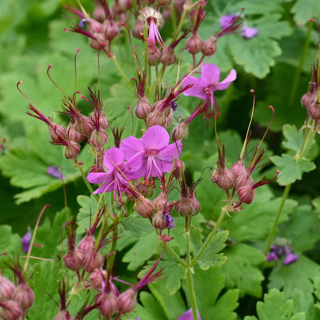 Geranium macrorrhizum 'Czakor'