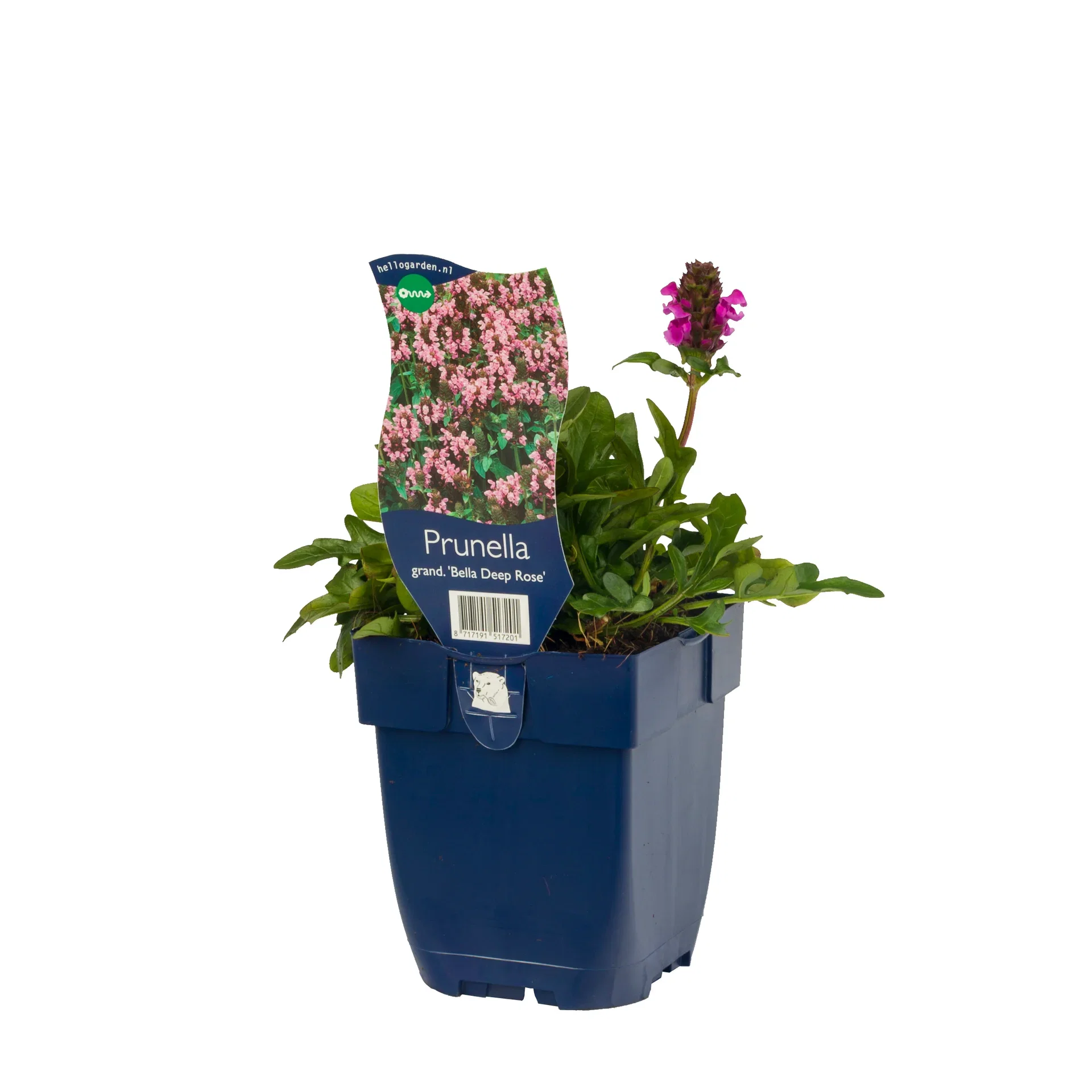 Prunella grandiflora 'Bella Deep Rose'