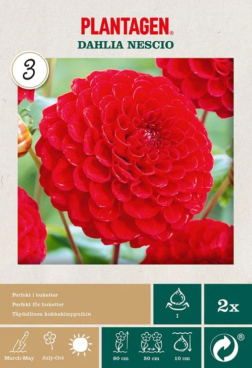 Dahlia Pompon Nescio